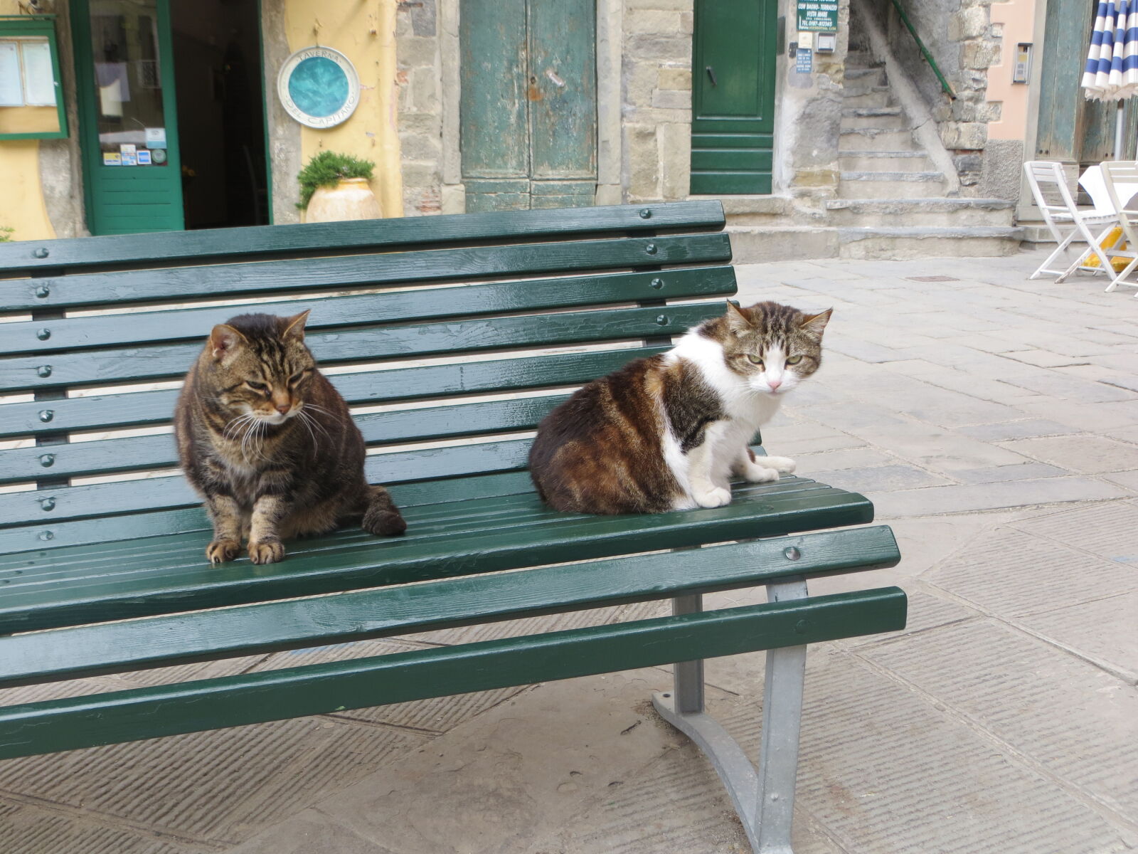 Canon PowerShot SX260 HS sample photo. Cats, cinque, terre, italy photography
