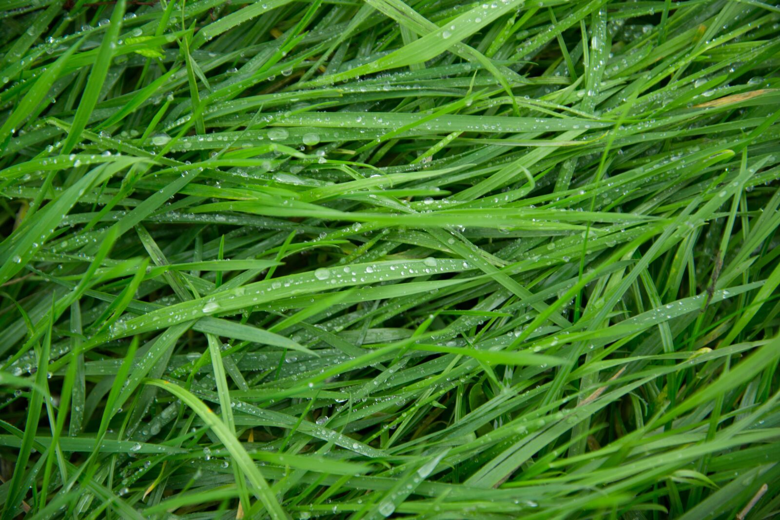 Nikon D610 sample photo. Green, grass, wet photography