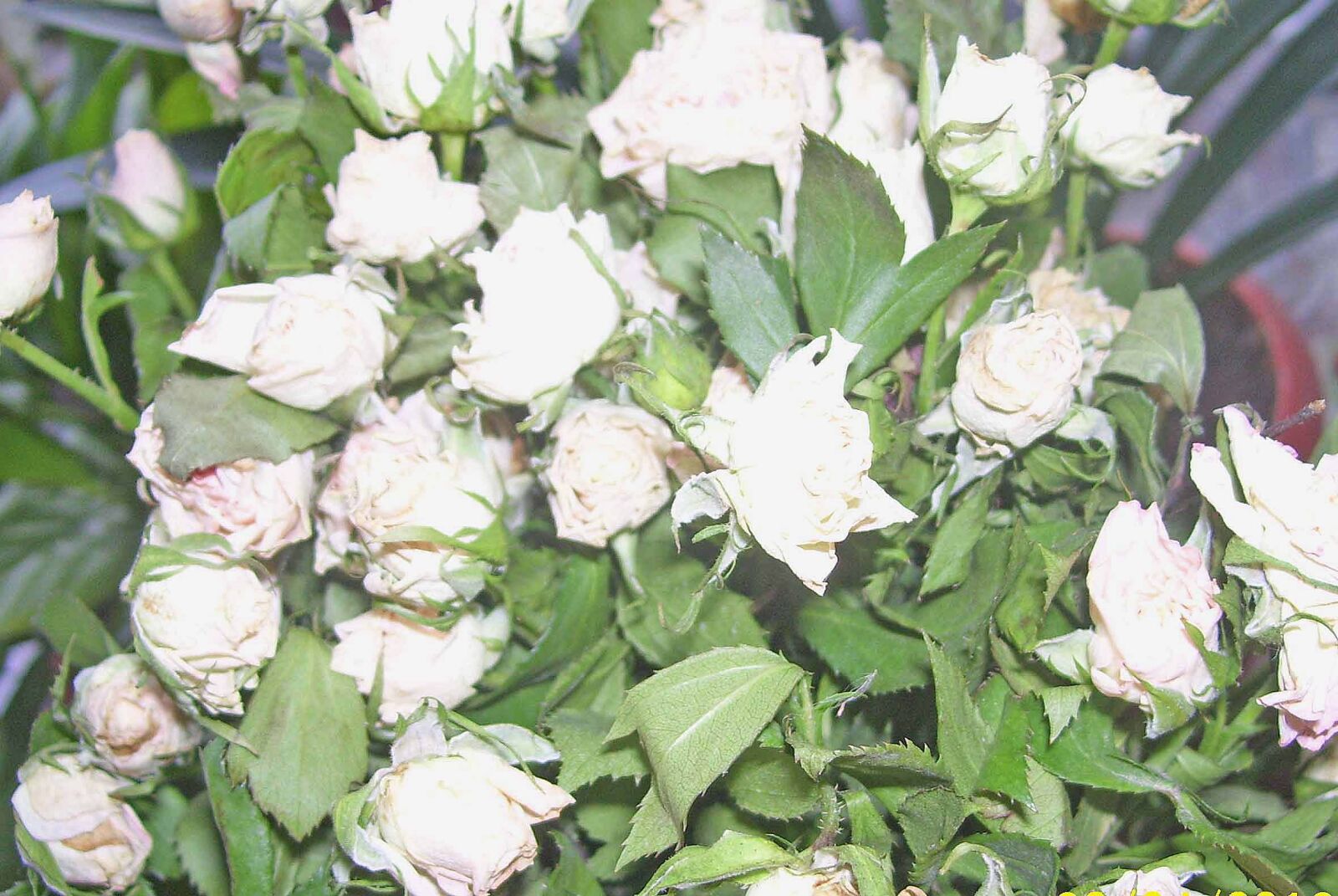 Kodak EASYSHARE C533 ZOOM DIGITAL CAMERA sample photo. Roses, white, roses photography