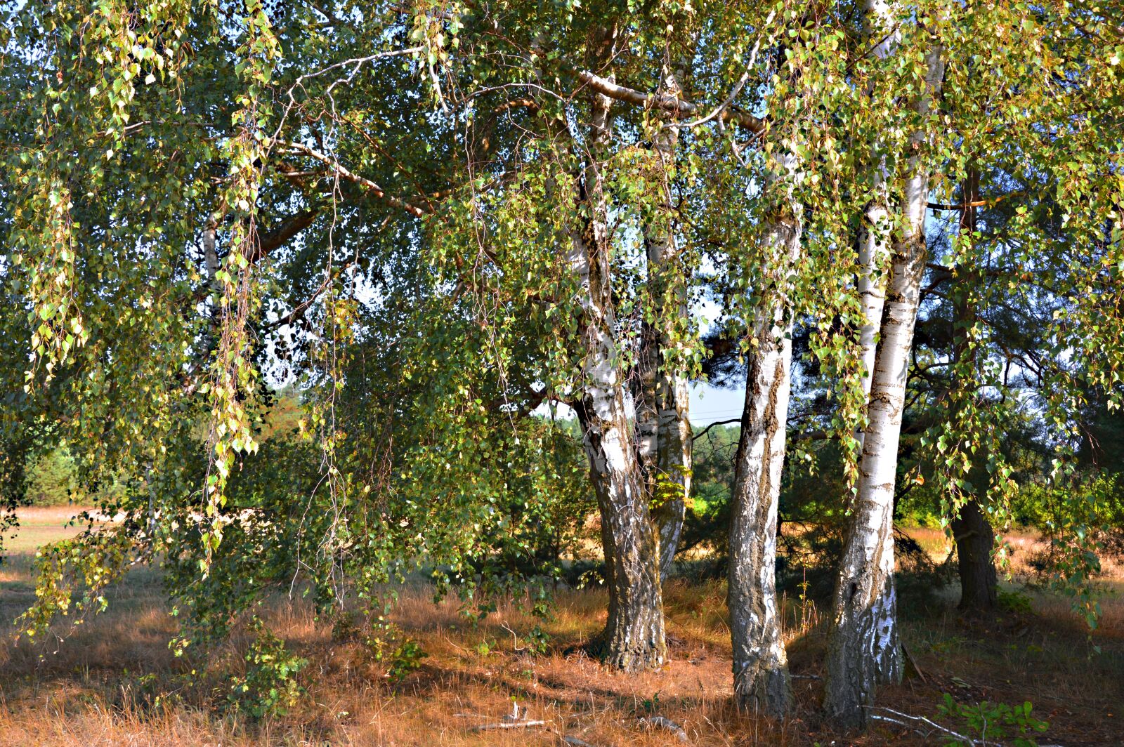 Nikon D3200 sample photo. Trees, birch, nature photography