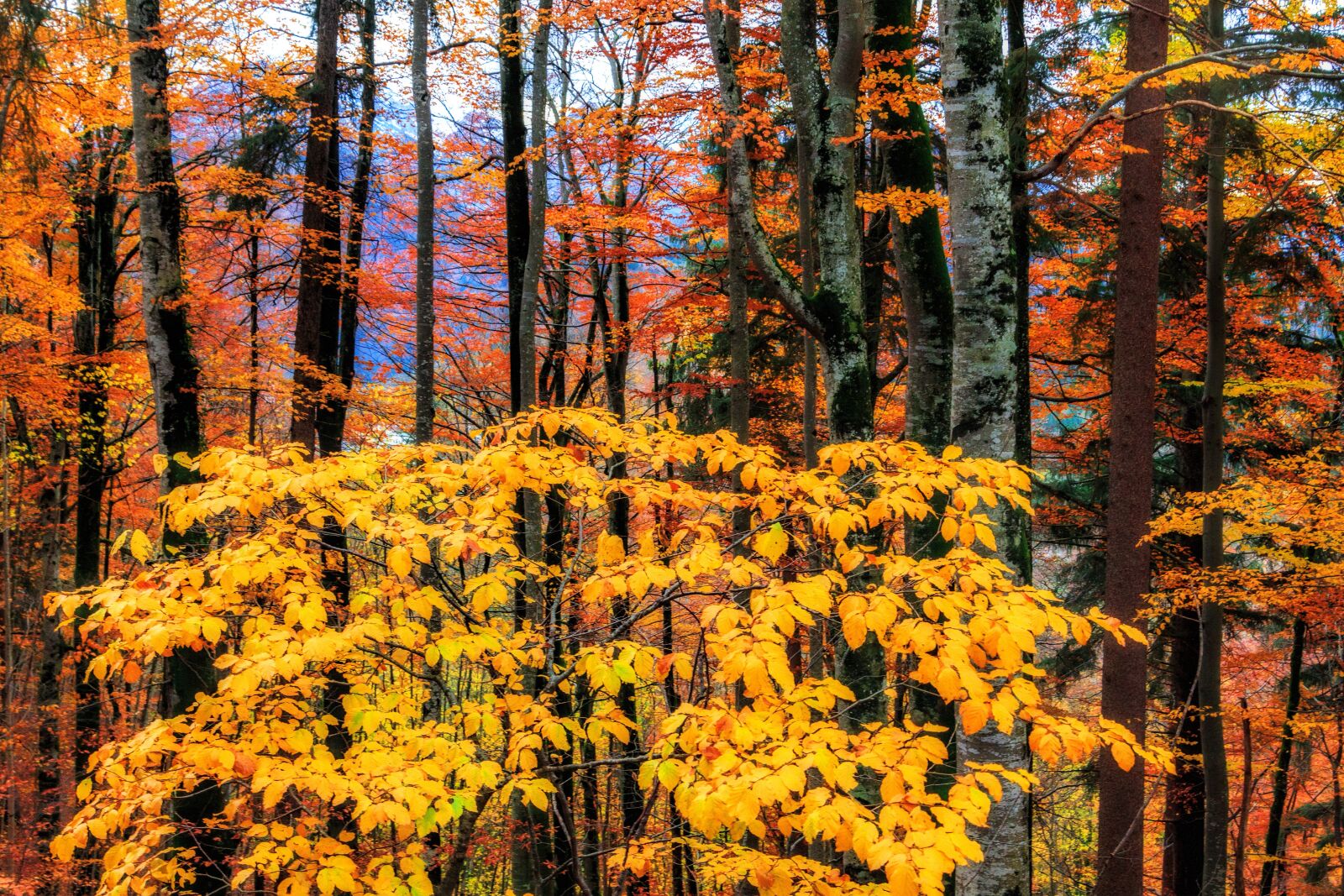 Canon EOS M sample photo. Autumn, forest, leaves photography