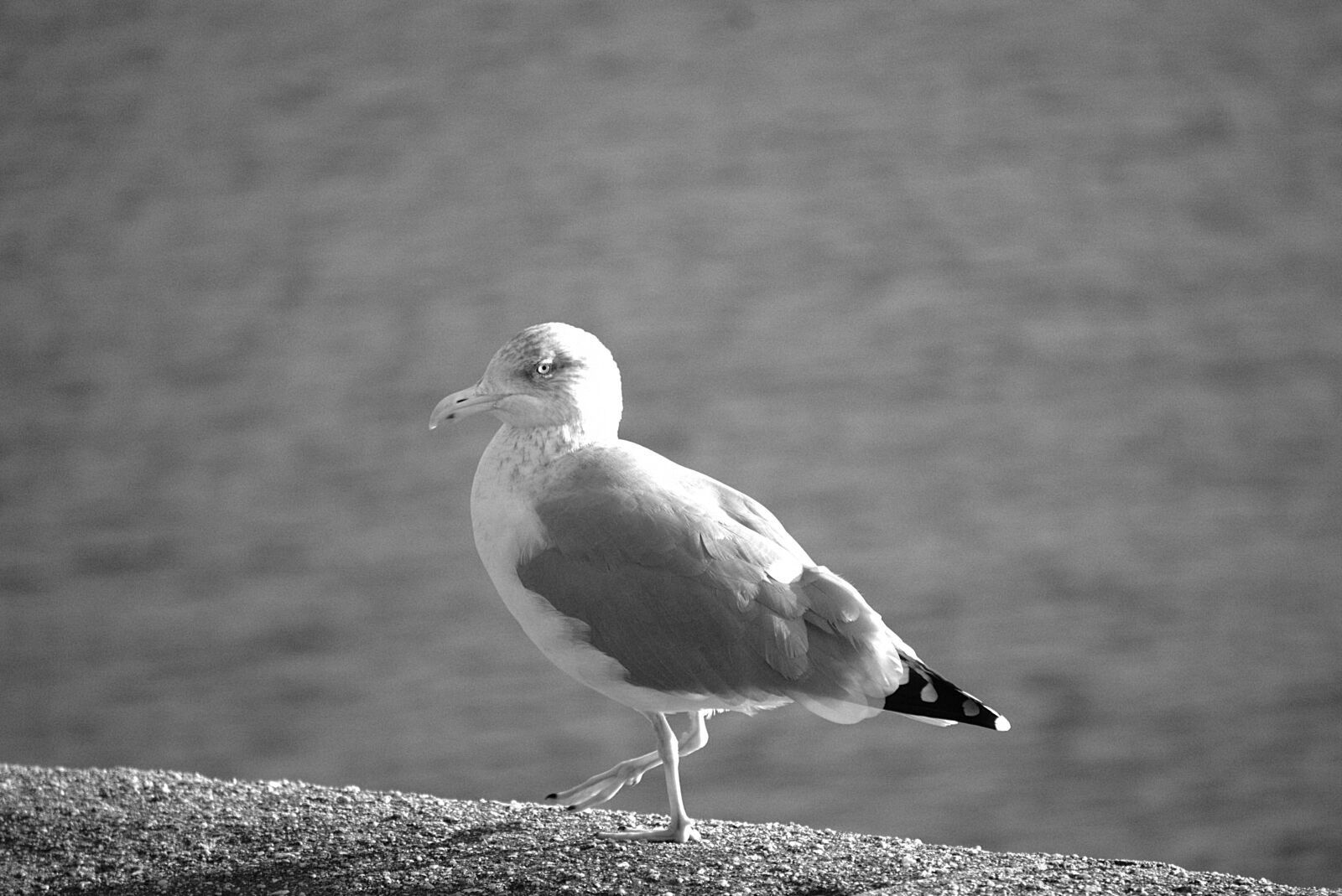 Sony a6000 sample photo. Gull, bird, wild photography