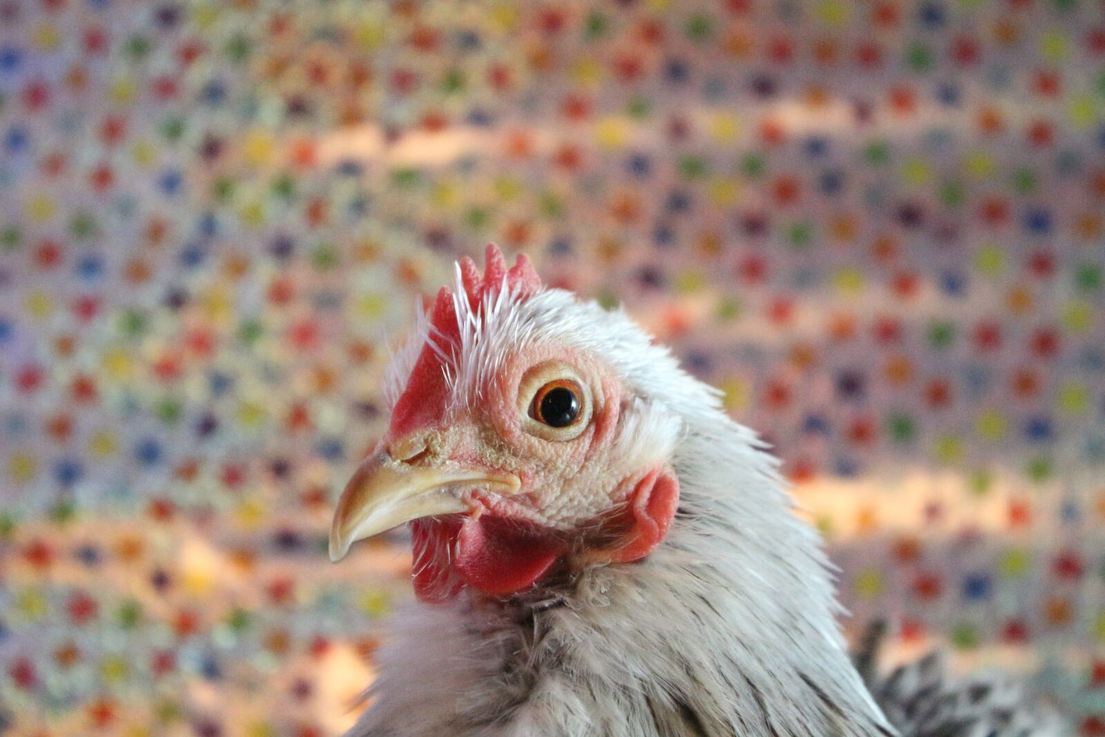 Canon EF-S 18-55mm F3.5-5.6 IS sample photo. Chicken, hen, poultry photography