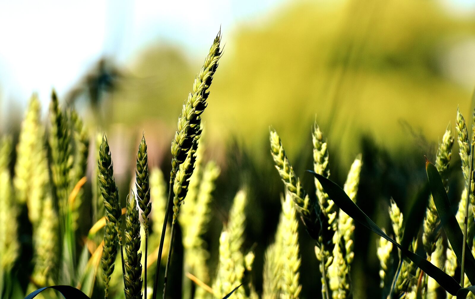 Nikon D7200 sample photo. Cereals, field, nature photography