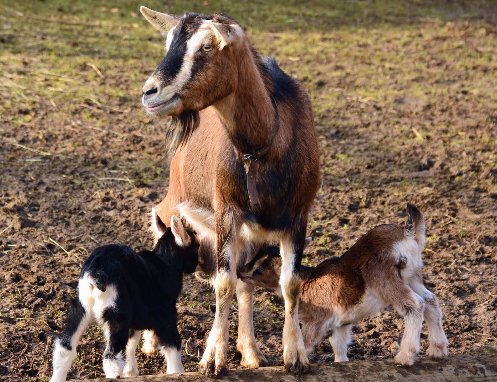 Nikon D5200 sample photo. Goat, goatling, herd, animals photography