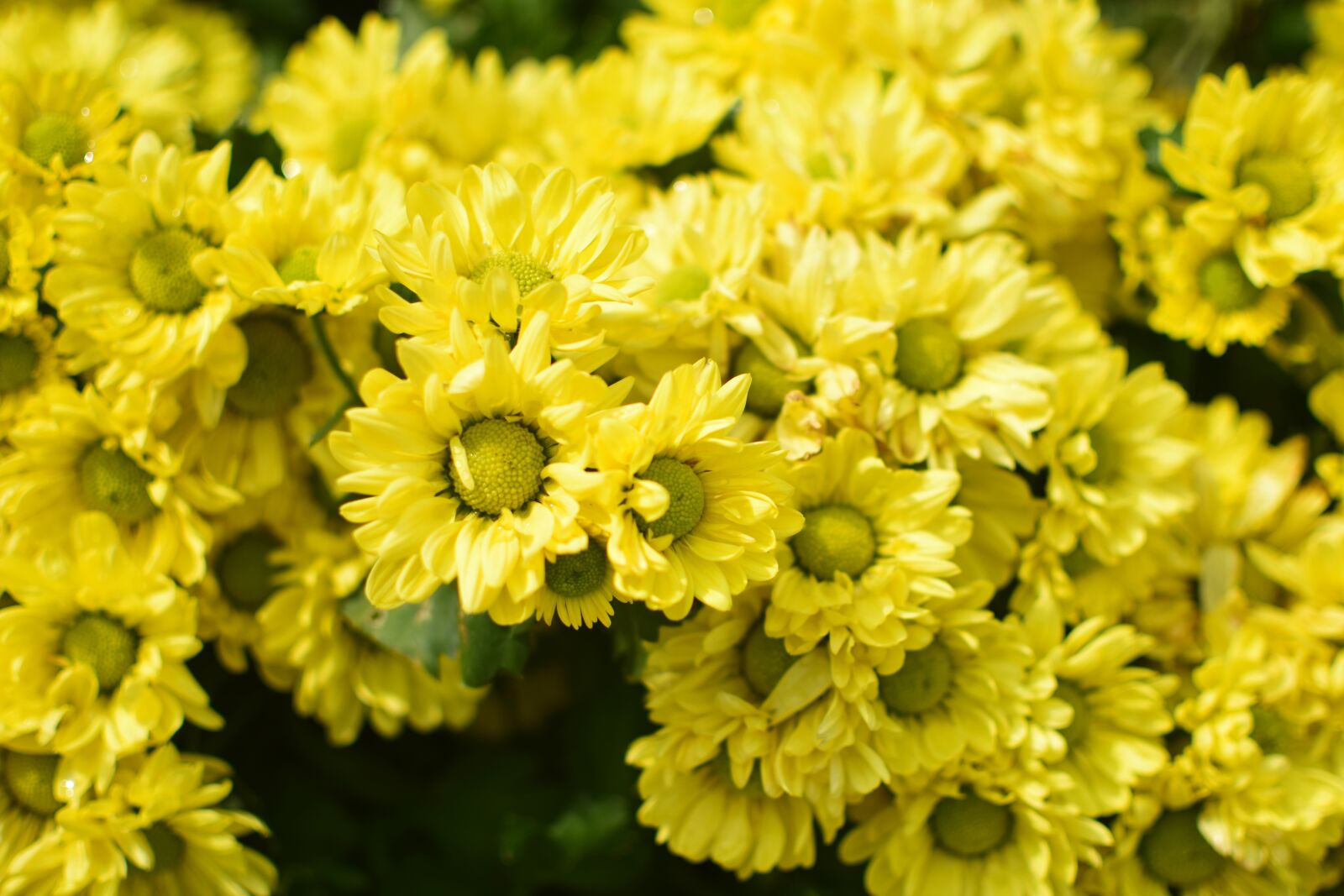 Nikon D5300 sample photo. Flowers, daisy, yellow photography