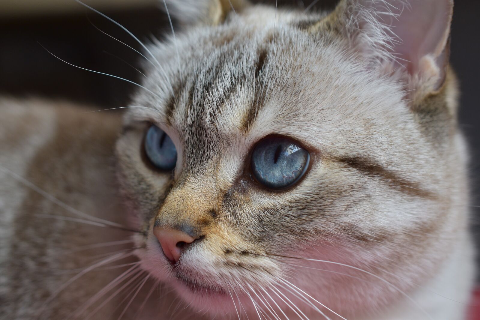 Nikon D5600 sample photo. Cat, eyes, blue photography