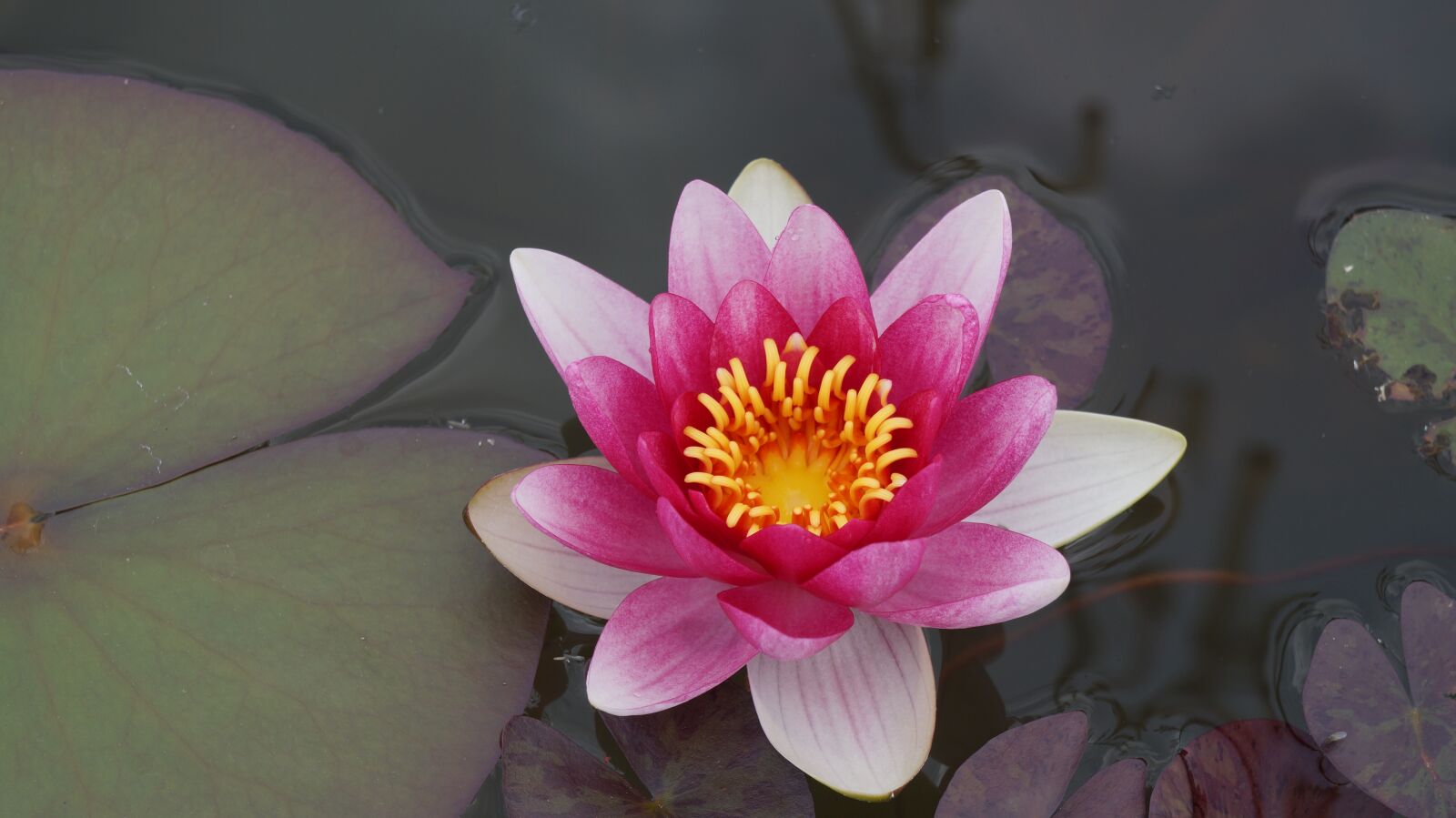 Sony Alpha a3000 + Sony E 18-55mm F3.5-5.6 OSS sample photo. Water lily, bloom, aquatic photography