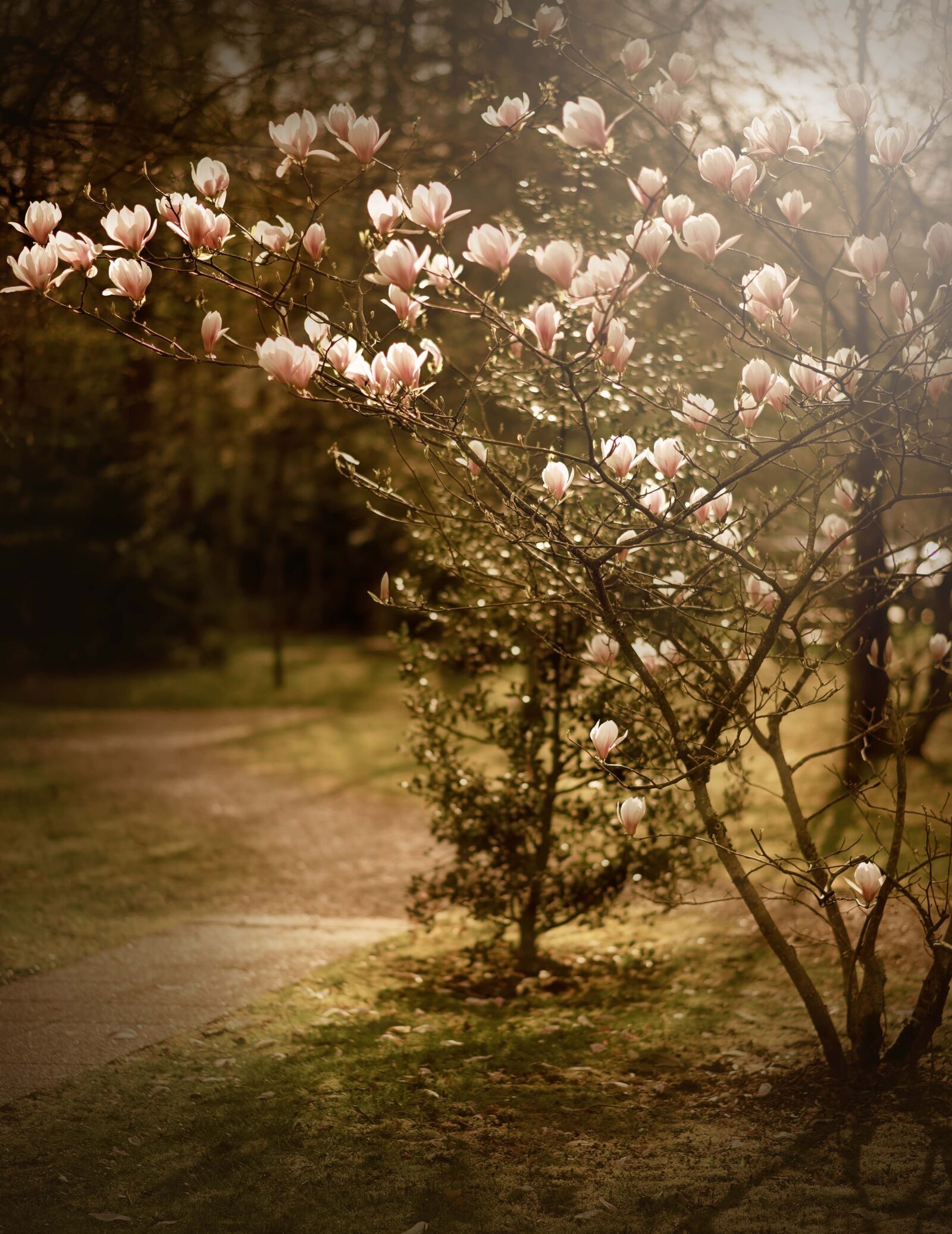 Nikon D610 sample photo. Flowers, nature, sun photography