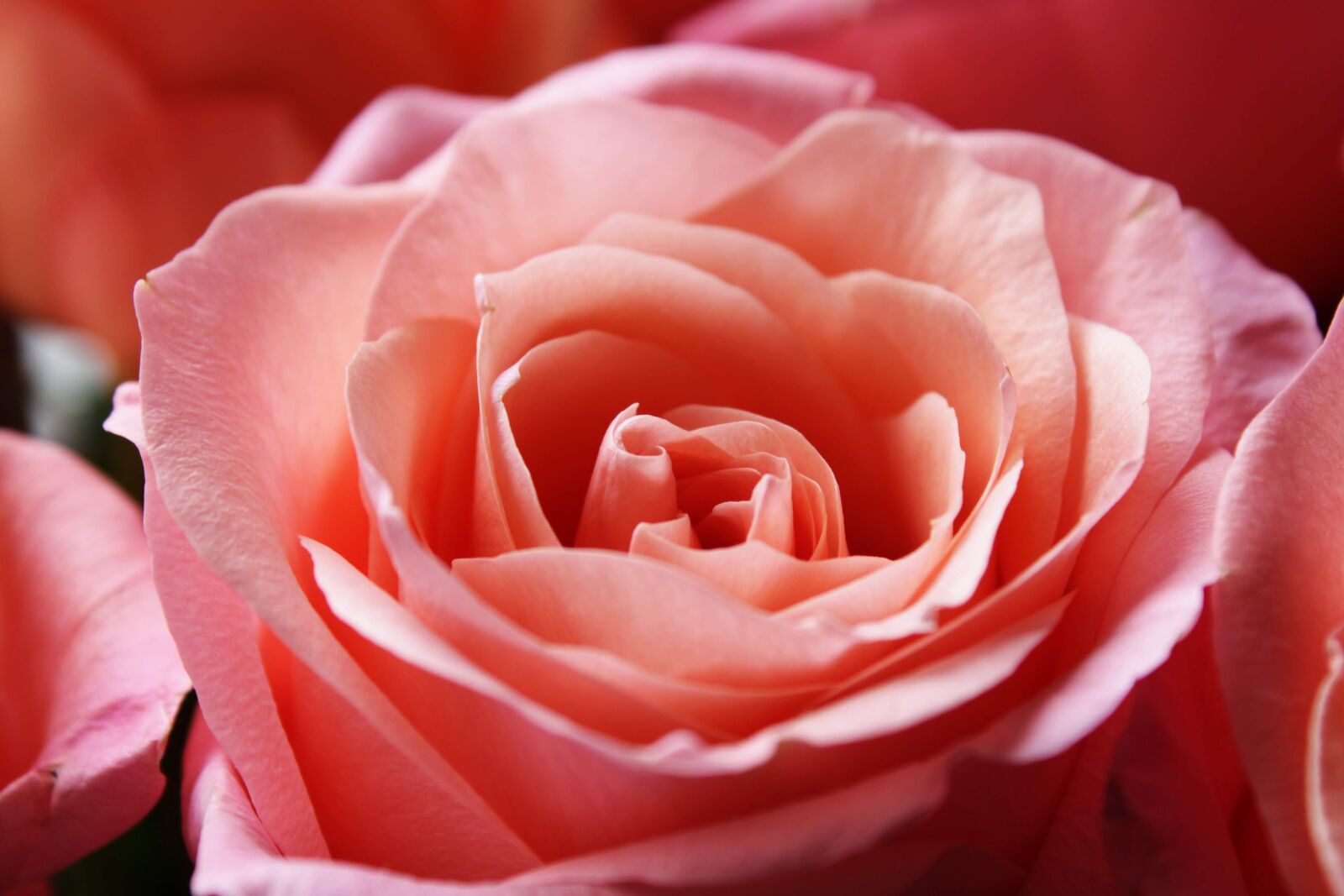Canon EOS 2000D (EOS Rebel T7 / EOS Kiss X90 / EOS 1500D) sample photo. Pink rose, background, passion photography