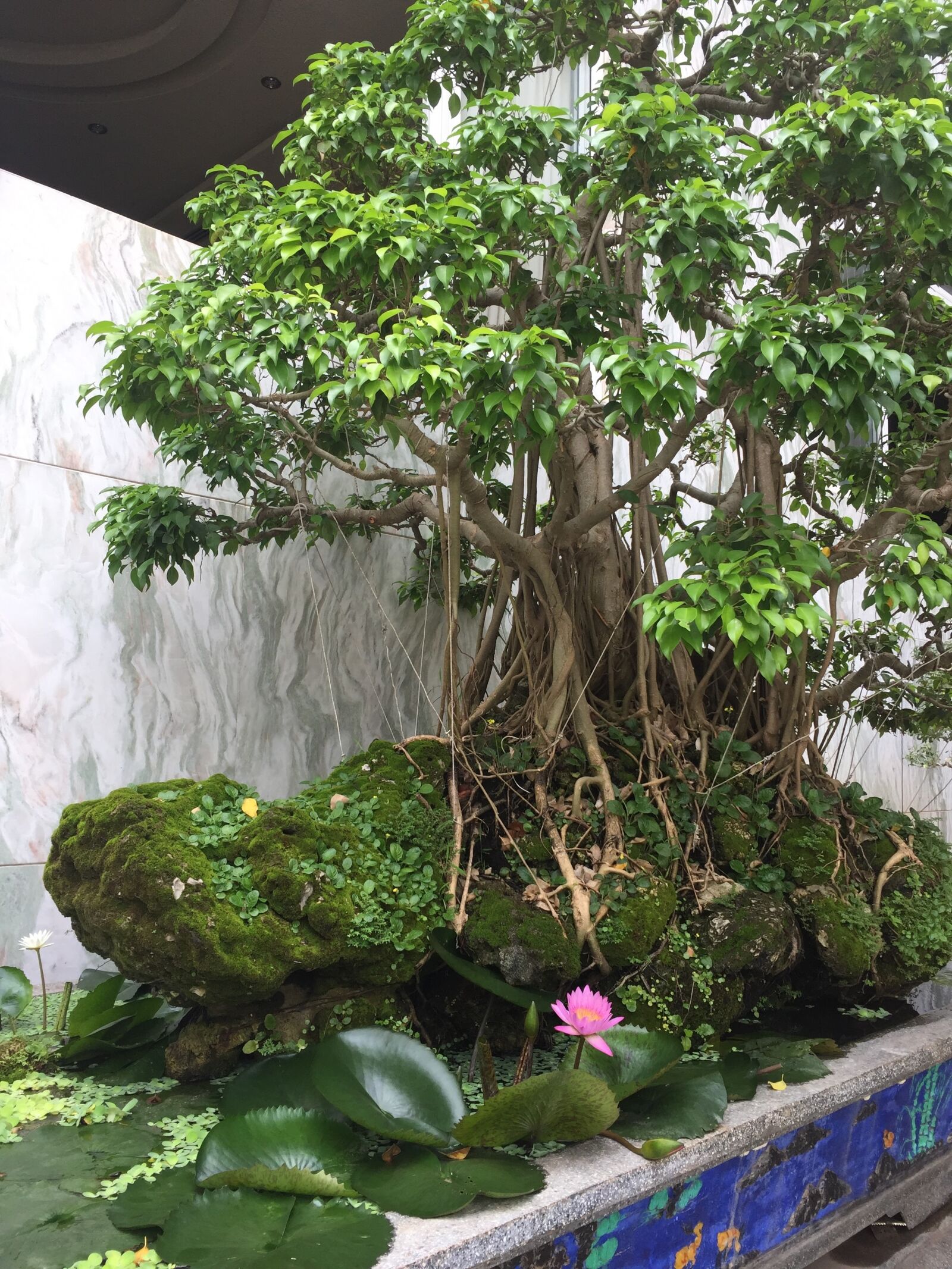 iPhone 6 back camera 4.15mm f/2.2 sample photo. Hoa, hoa, sung photography