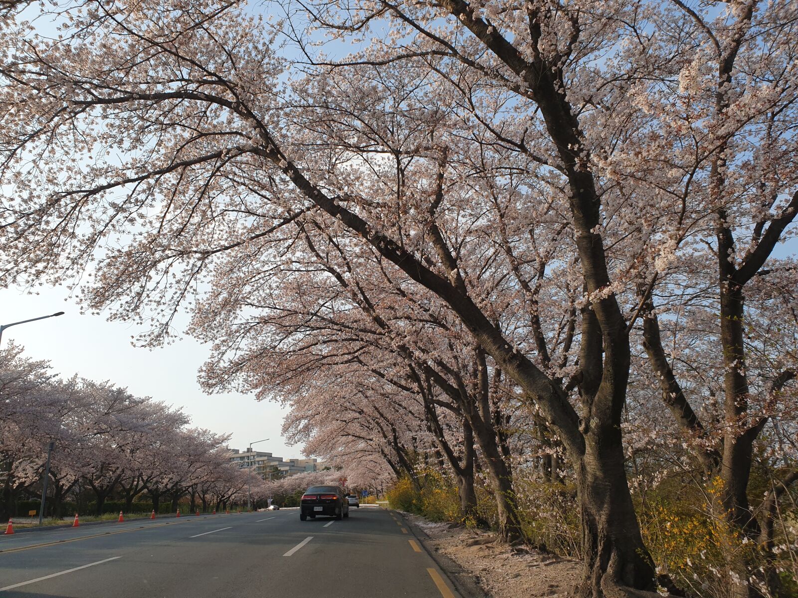 Samsung Galaxy Note9 sample photo. Cherry blossom, pause, spring photography