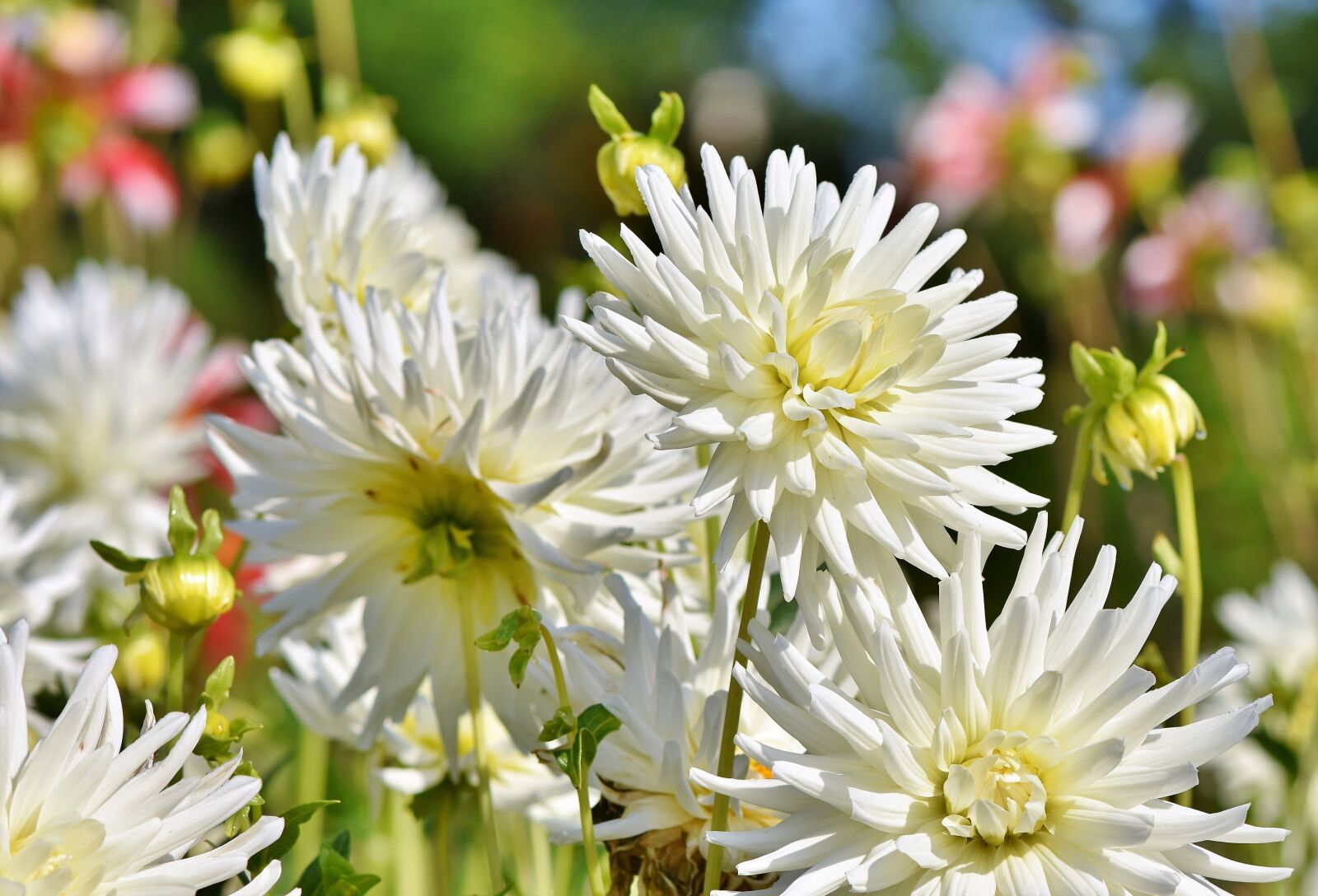 Nikon D7200 sample photo. Dahlia, dahlias bud, flower photography
