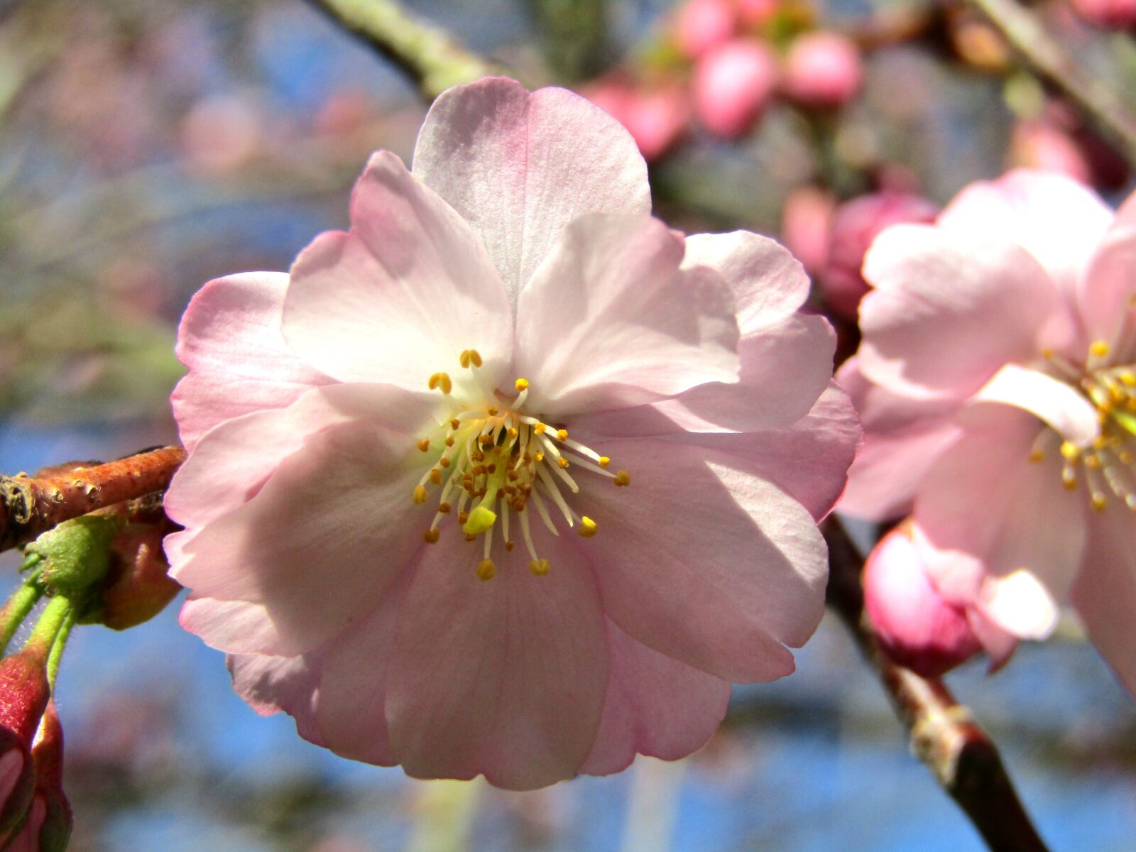 Canon POWERSHOT SX432 IS sample photo. Japanese cherry, spring, pink photography