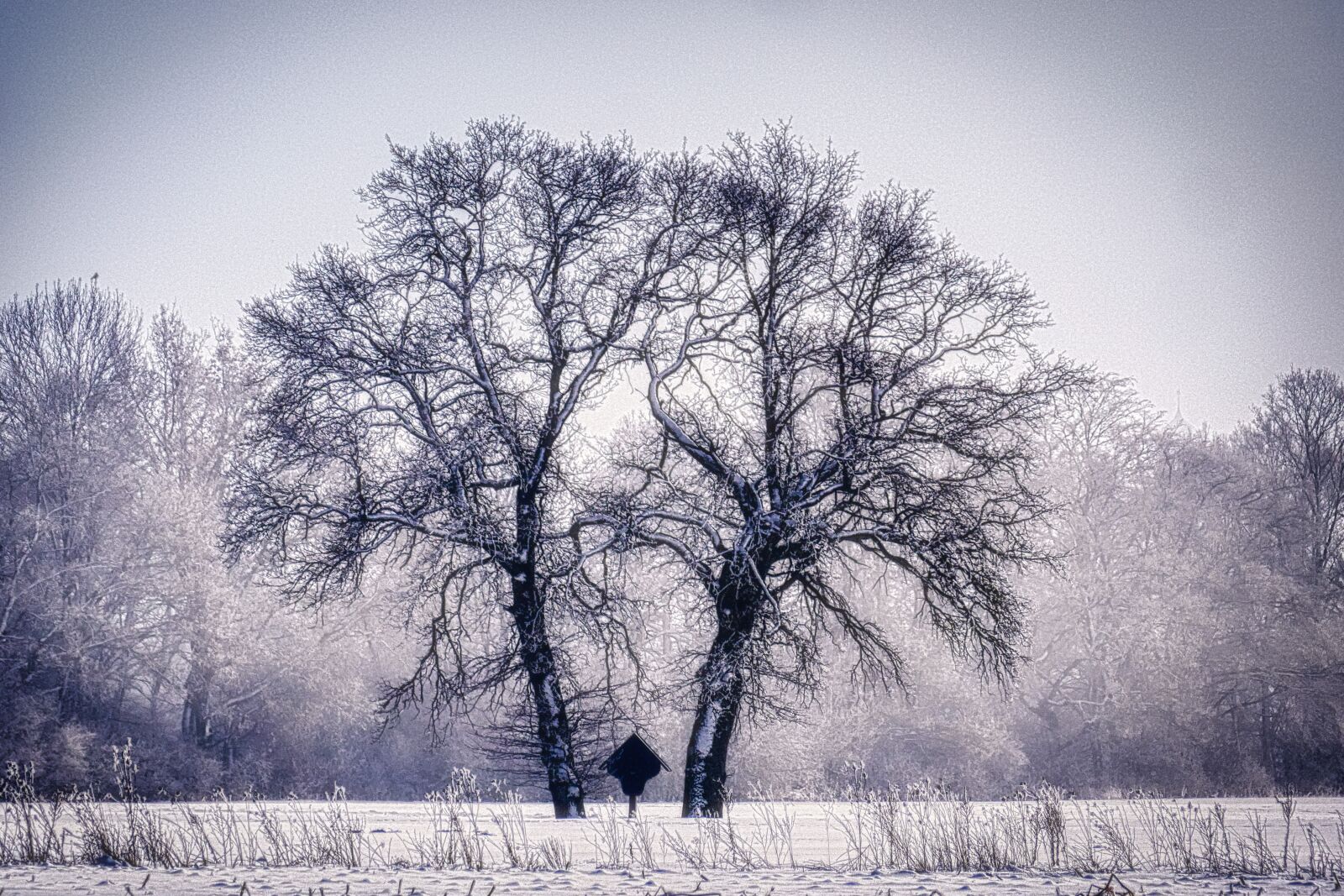 Panasonic Lumix DMC-GX8 sample photo. Tree, winter, snow photography