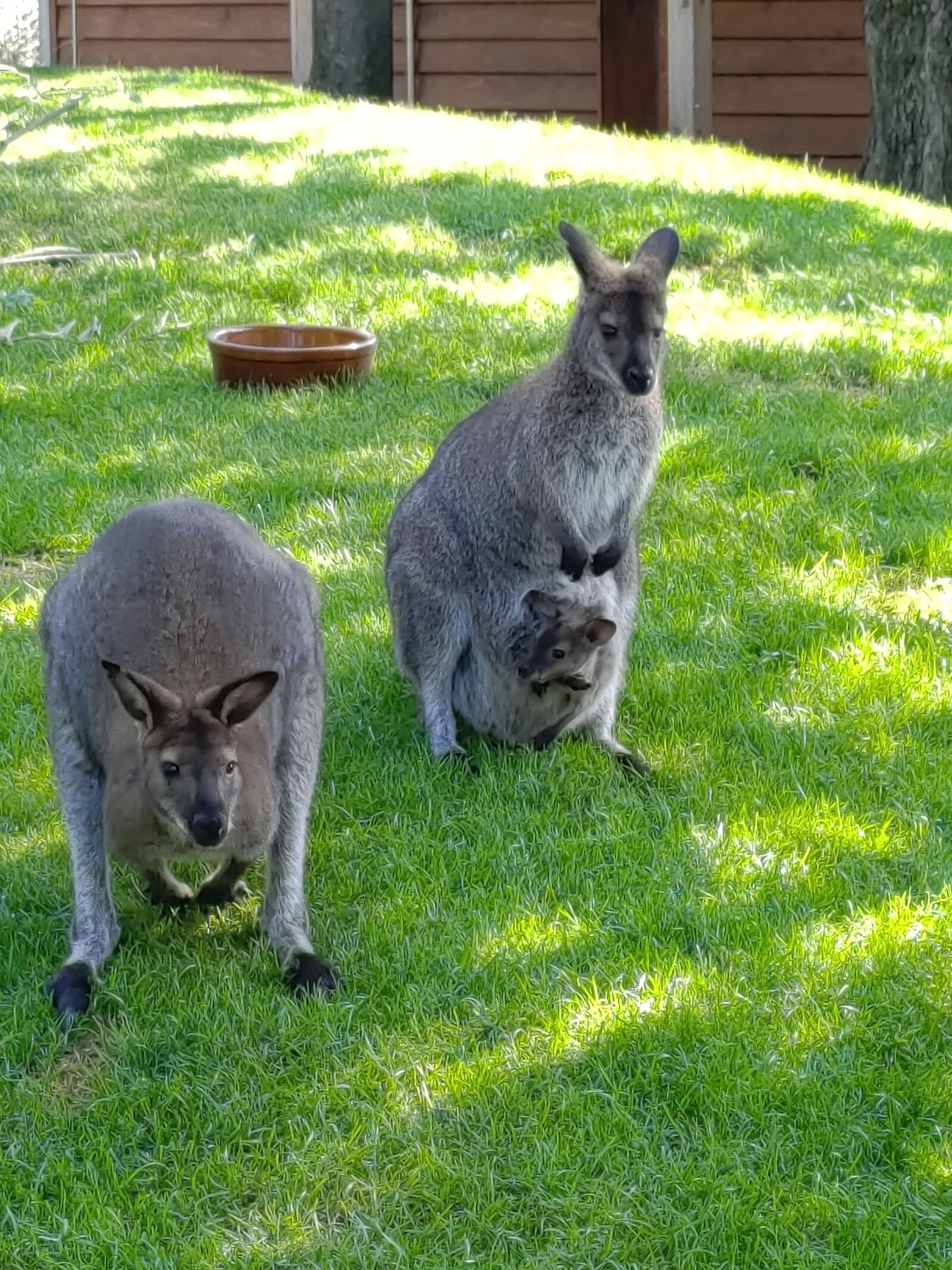 ASUS I01WD sample photo. Kangaroo, zoo, kangaroos photography