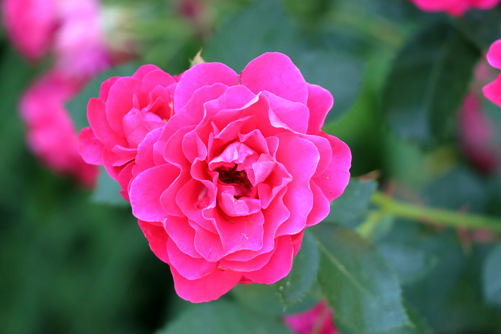 Canon EOS 90D sample photo