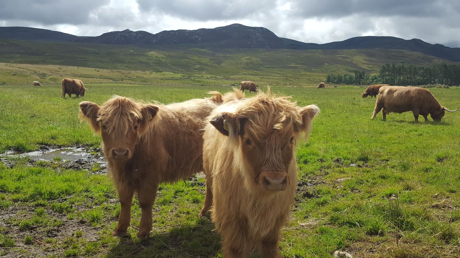 Samsung Galaxy S6 sample photo. Highland cow, calf, scotland photography