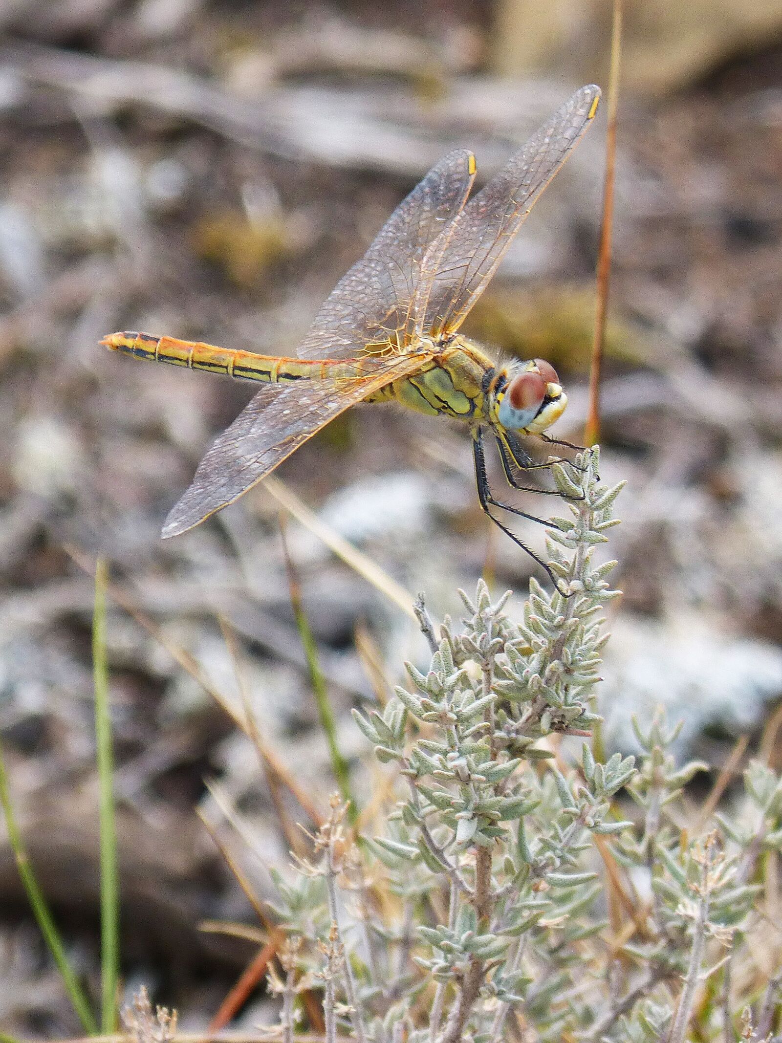 Panasonic DMC-FZ62 sample photo. Dragonfly, wings, yellow photography