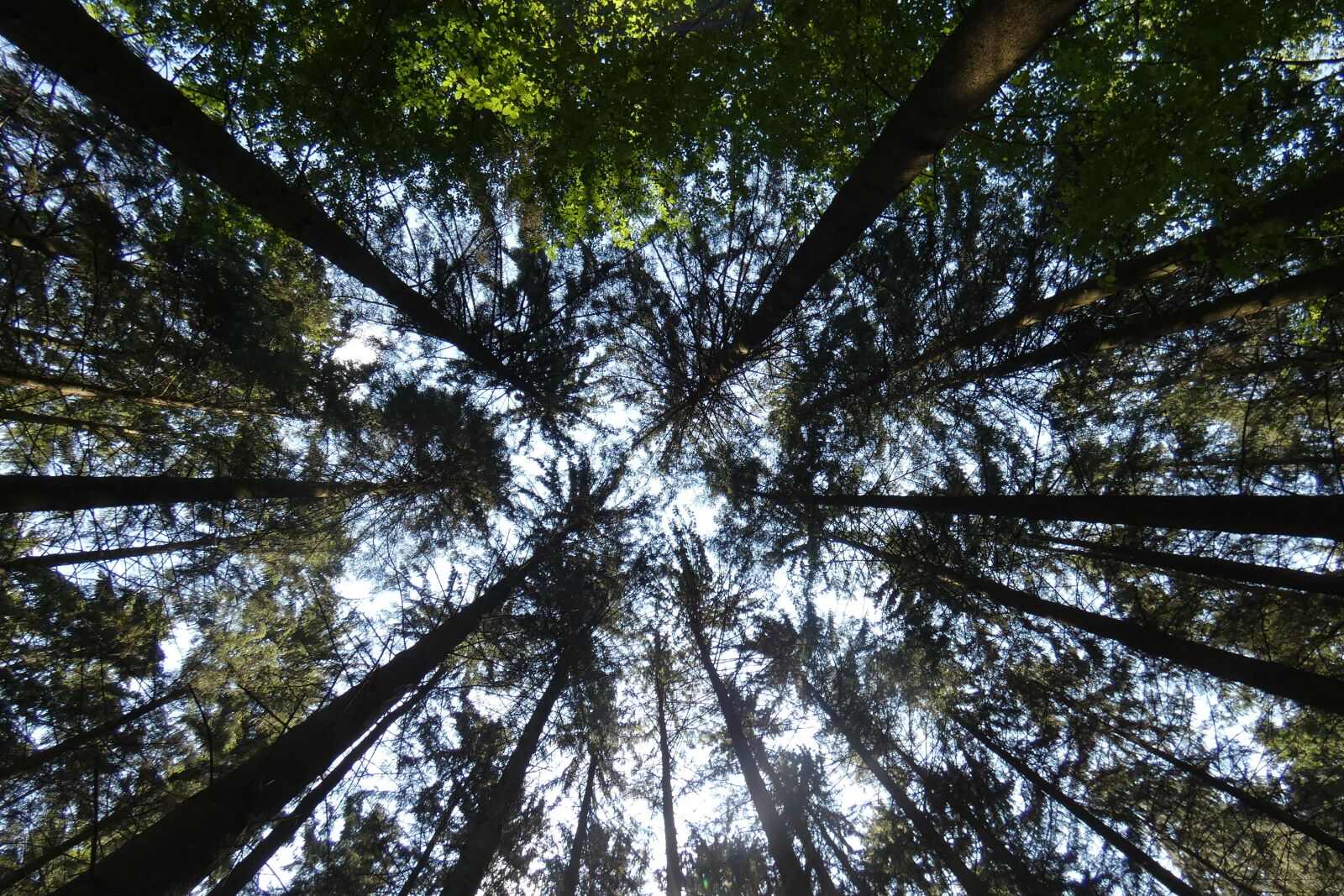 Panasonic DC-FZ83 sample photo. Forest, sky, trees photography
