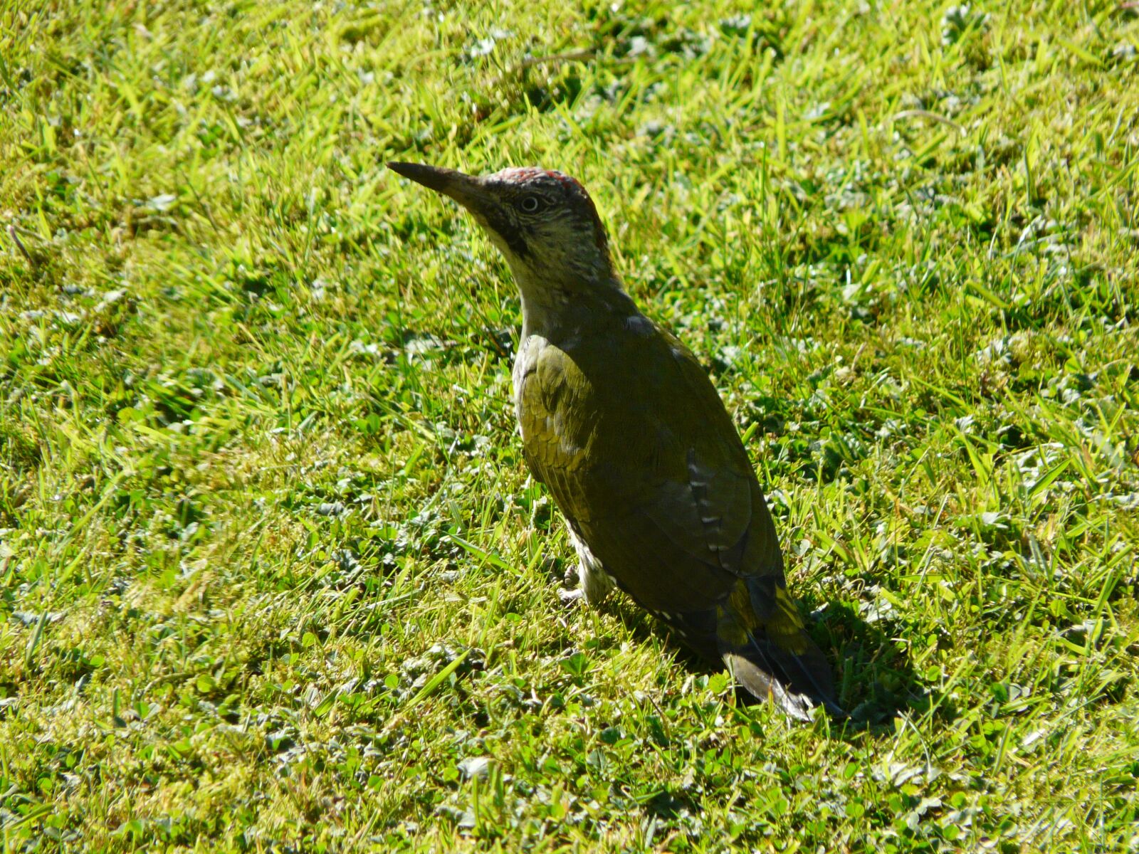 Panasonic DMC-FZ18 sample photo. Woodpecker, nature, spring photography