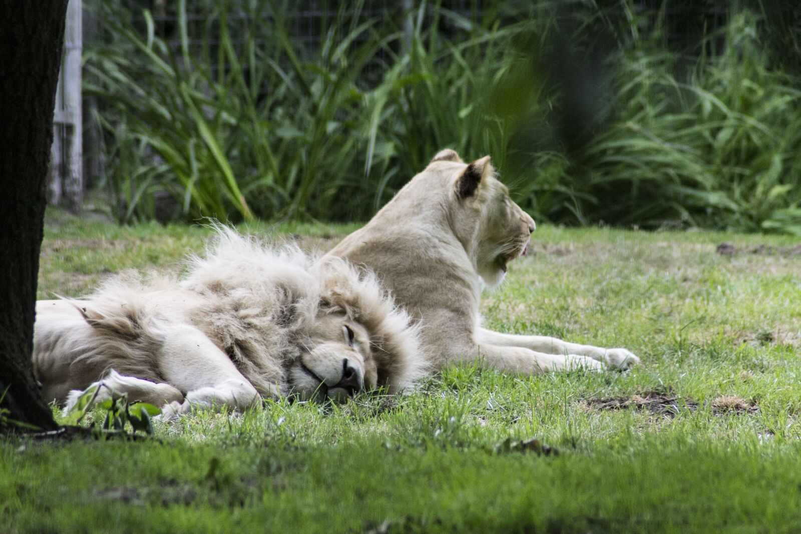 Canon EOS 1100D (EOS Rebel T3 / EOS Kiss X50) sample photo. Lion, rest of the photography