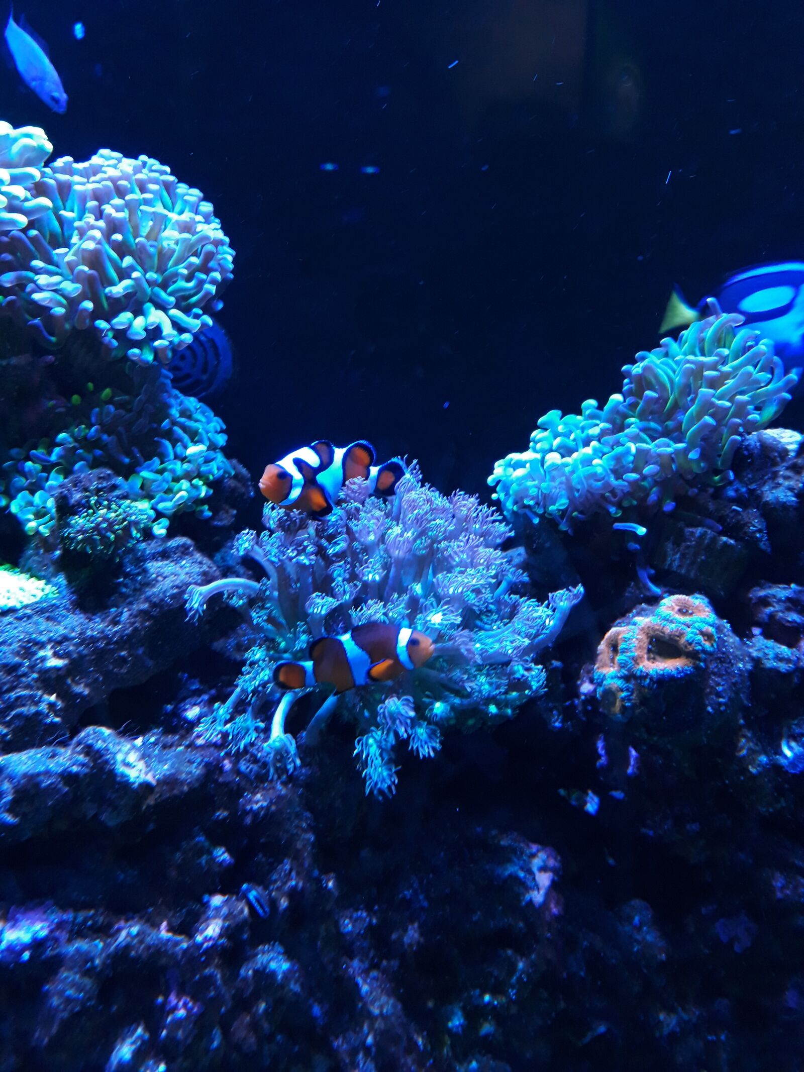 Samsung Galaxy J7 Prime sample photo. Aquarium, blue, black photography