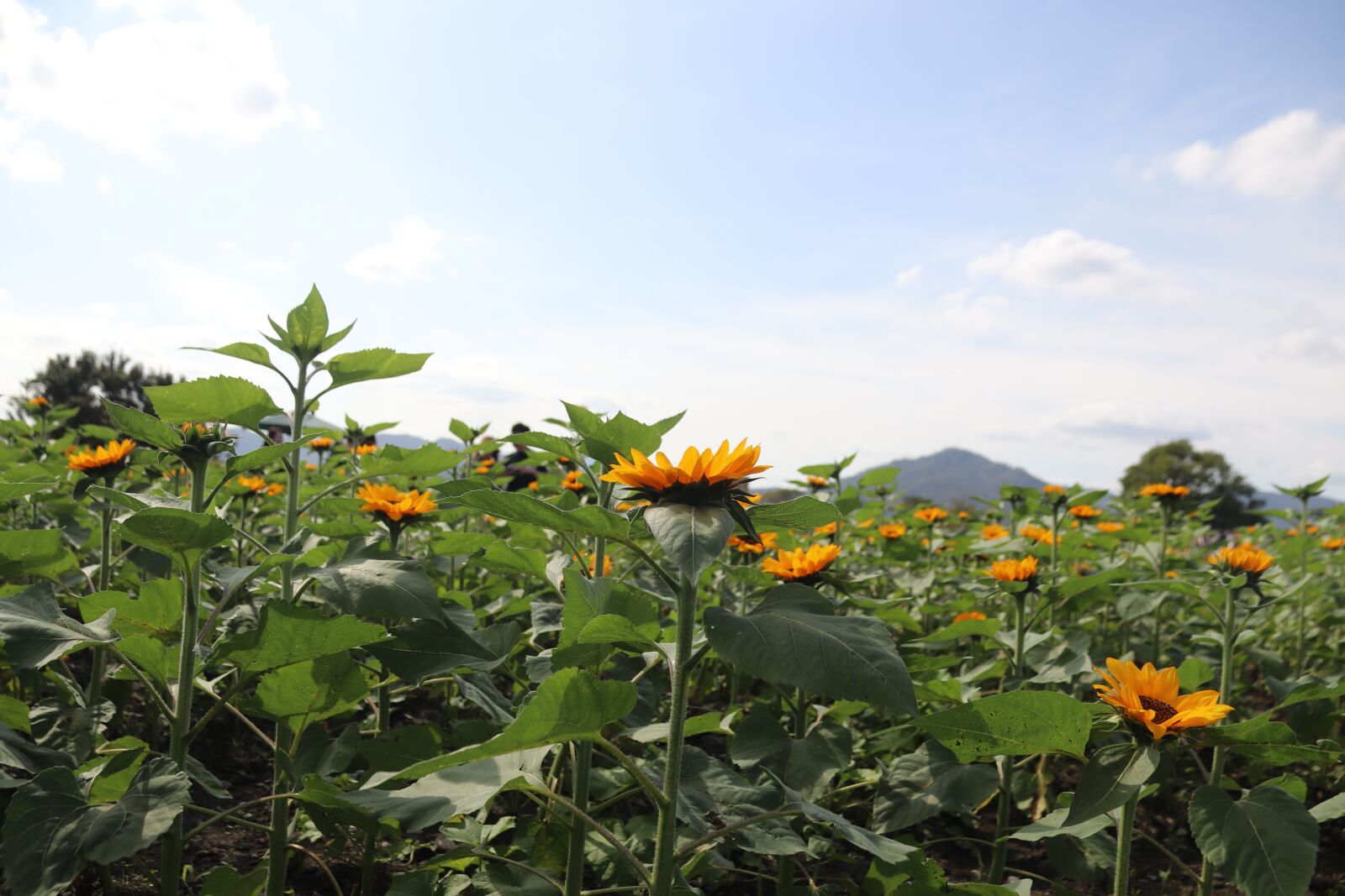 Canon EF-S 18-200mm F3.5-5.6 IS sample photo. Sunflower, sun flower, garden photography