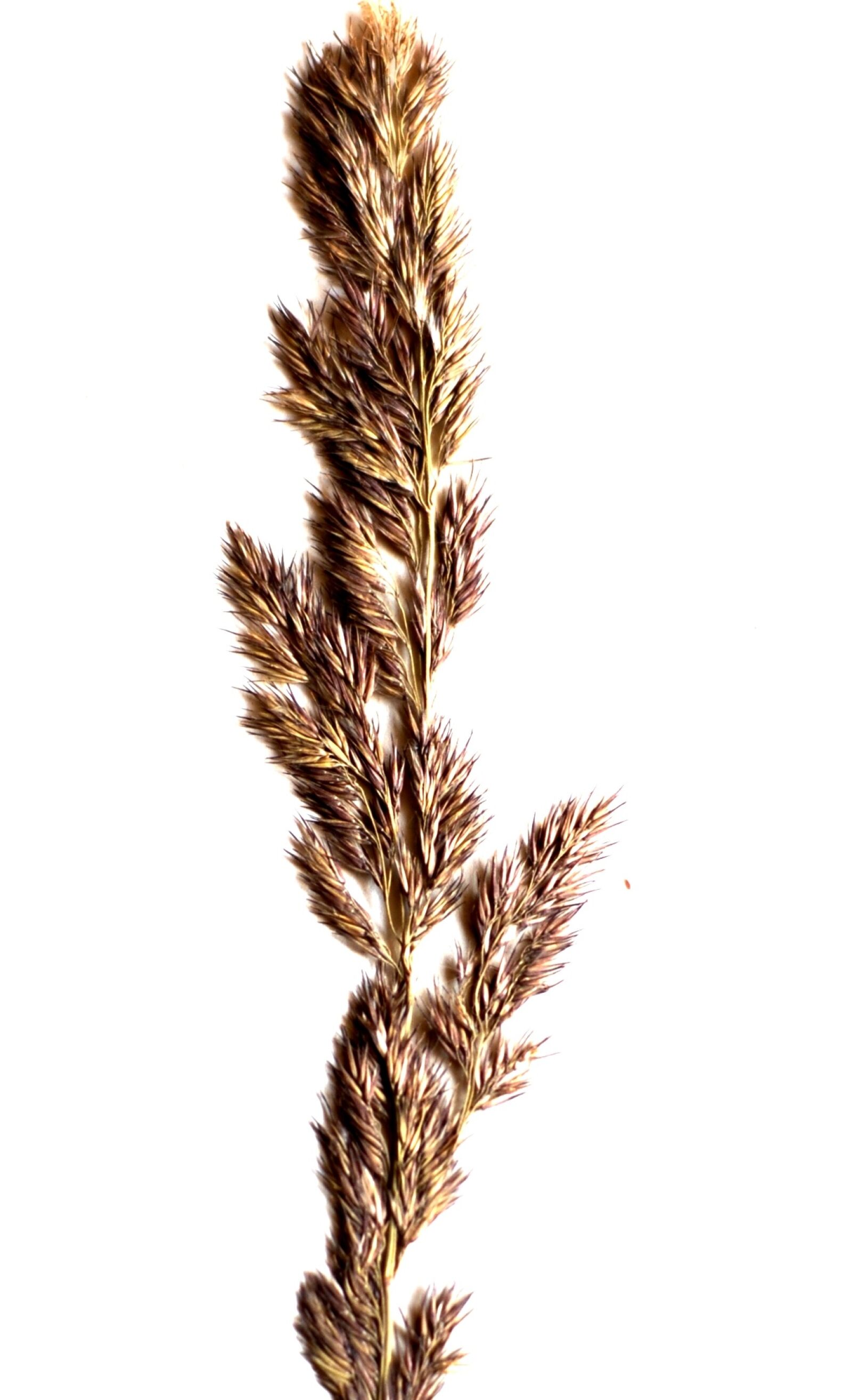 Nikon D200 sample photo. A grass, spikelet, white photography