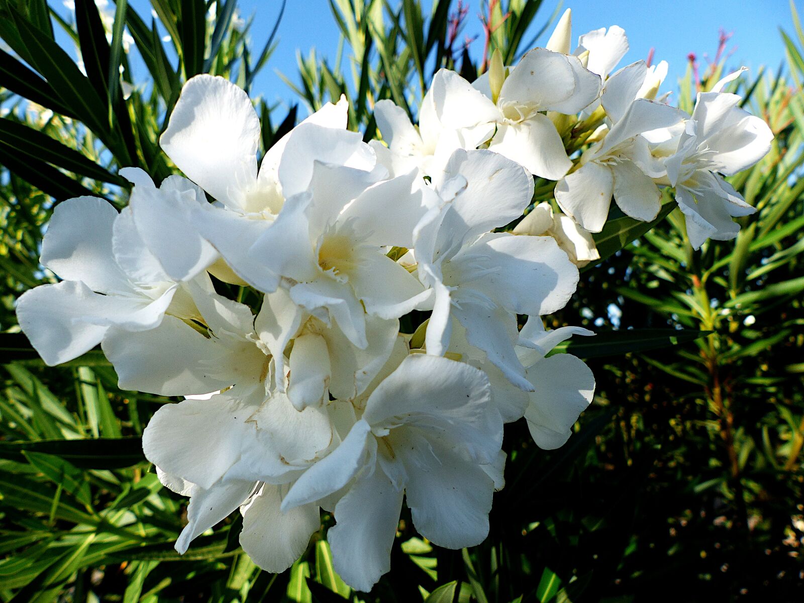 Panasonic Lumix DMC-FZ200 sample photo. Oleander, flowers, white photography