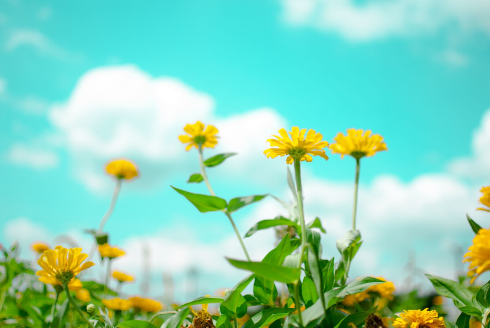 Nikon D200 sample photo. Flowers, sky, flowering photography