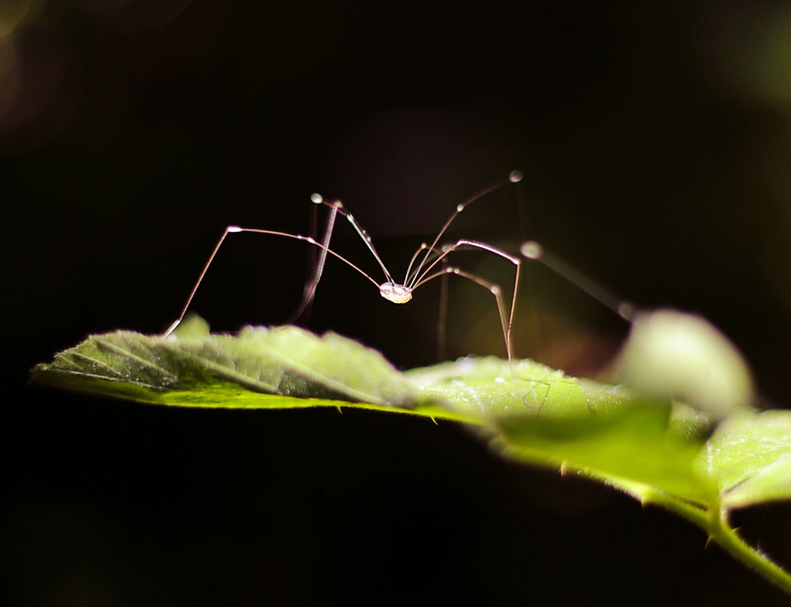 Canon EOS 650D (EOS Rebel T4i / EOS Kiss X6i) + Canon EF 50mm F1.8 II sample photo. Insect, spider, nature photography