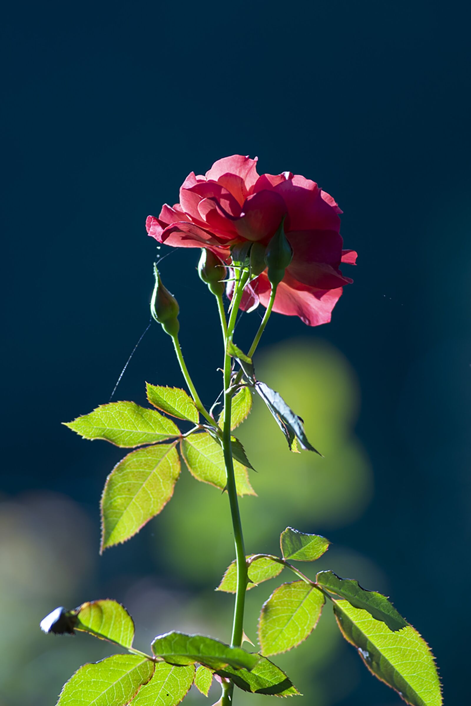 Nikon D7500 sample photo. Rose, red rose, flower photography