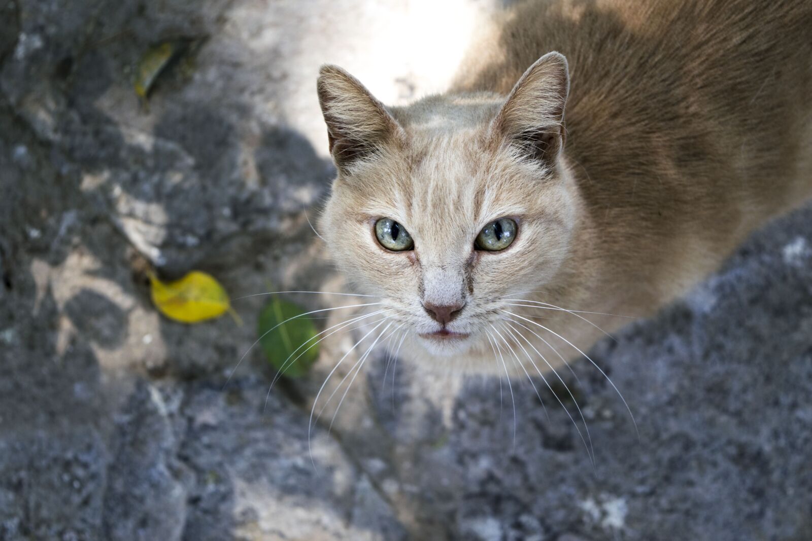 Nikon D5300 sample photo. Cat, feline, pet photography