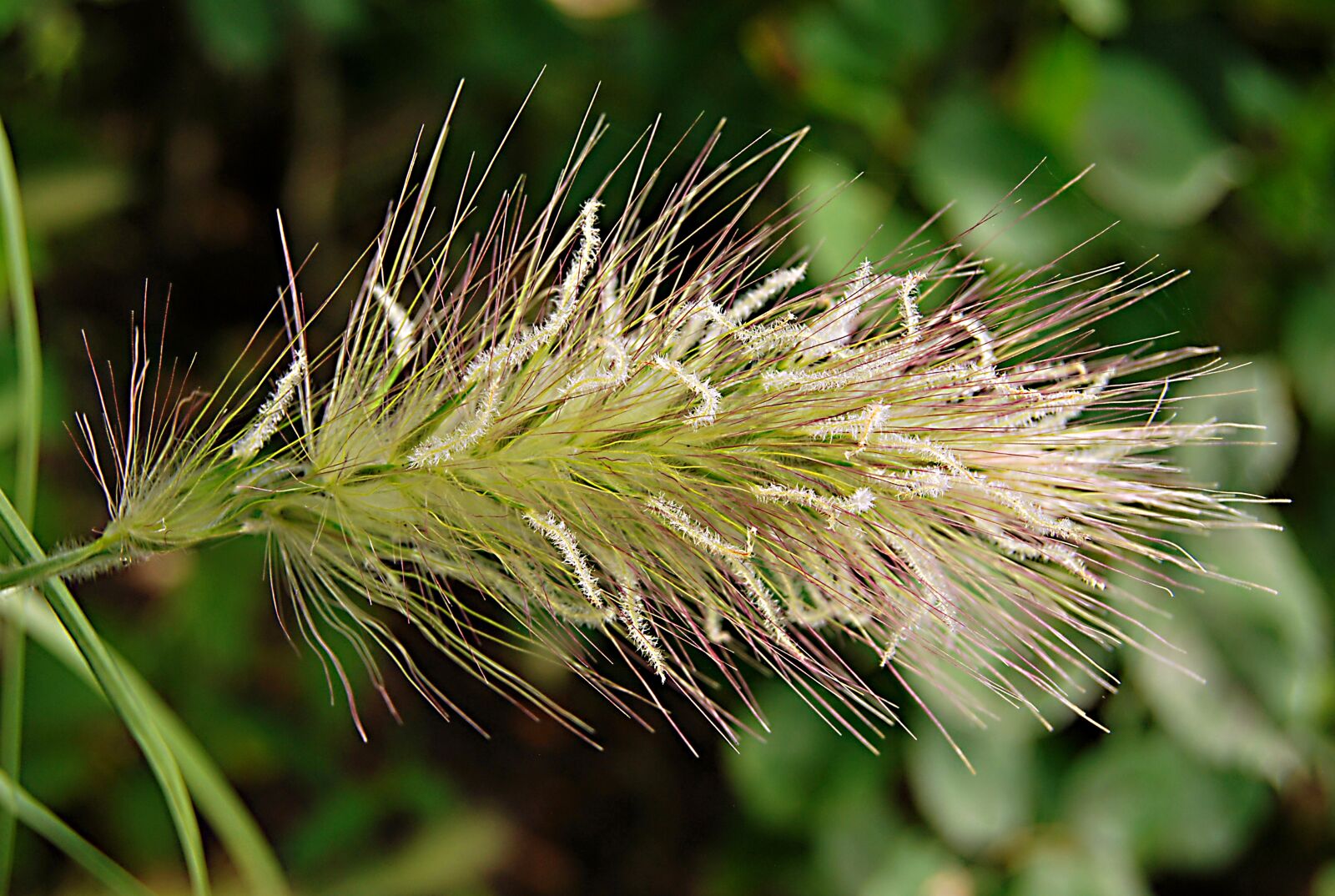 Nikon D60 sample photo. Rozplenica hairy one, grass photography