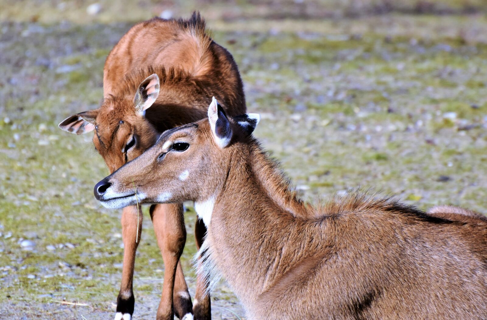 Nikon D7200 sample photo. Goat-antelope, antelope, young animal photography