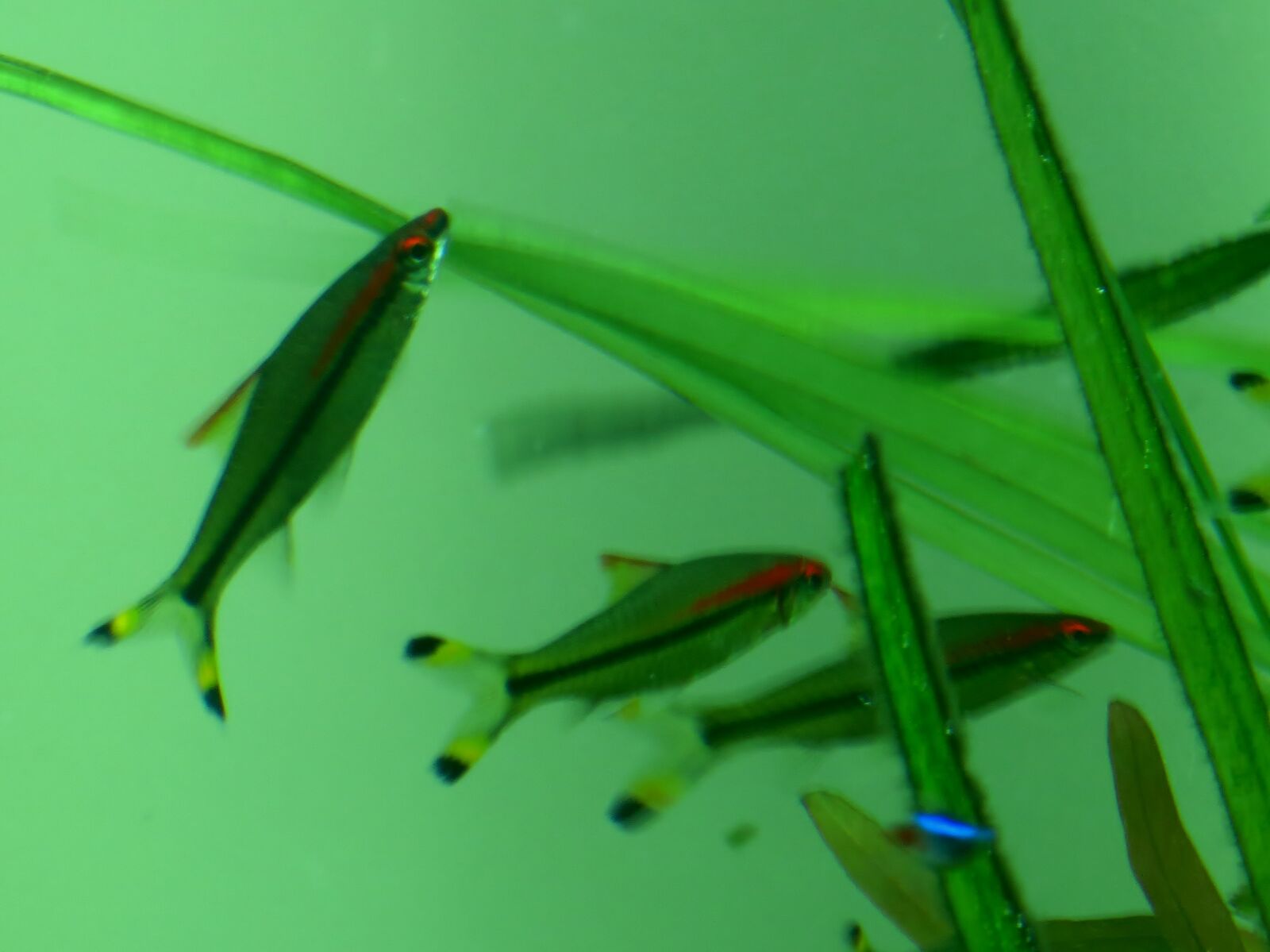 Canon PowerShot SX40 HS sample photo. Fishes photography