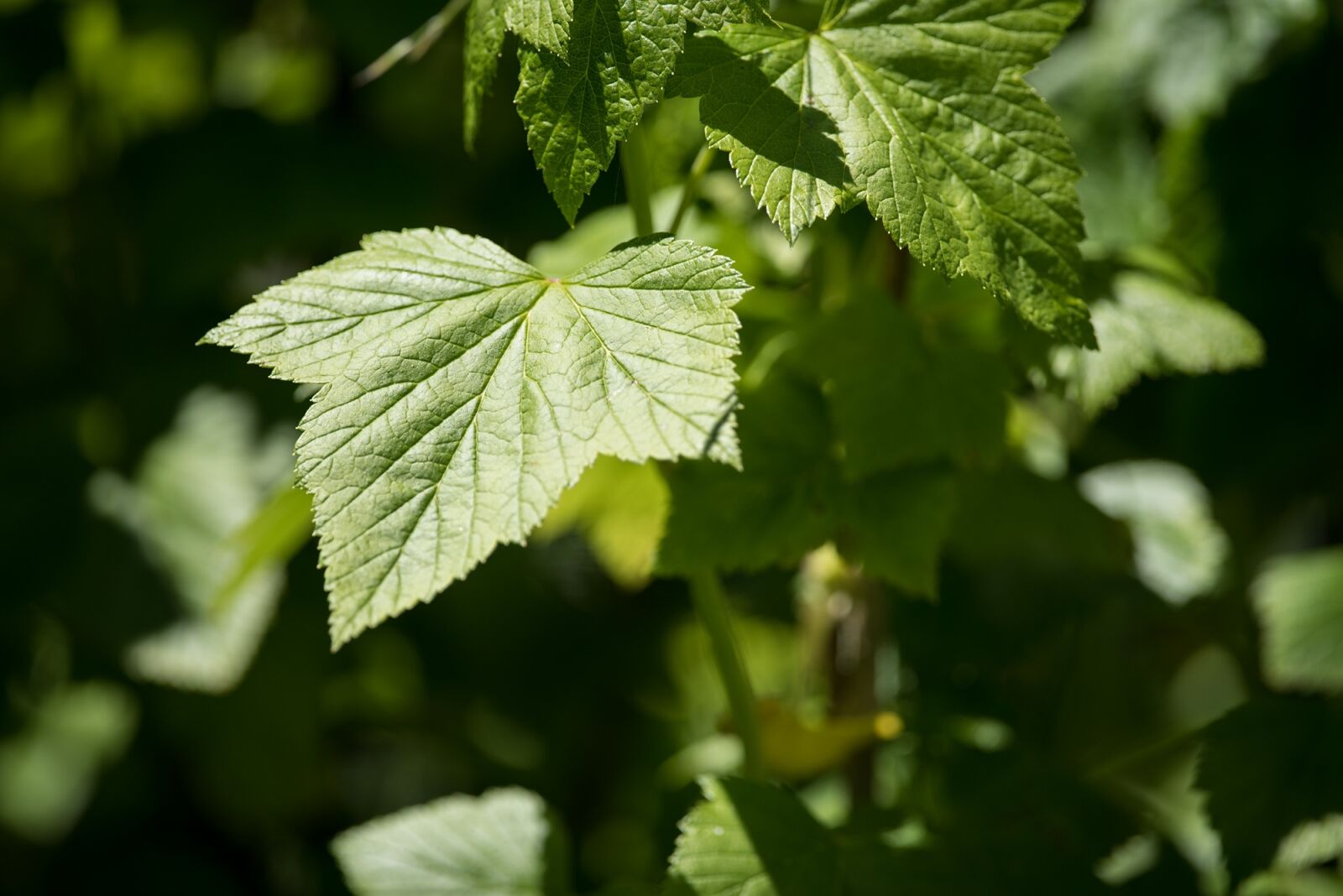 Nikon D750 sample photo. Leaves, green, green leaves photography