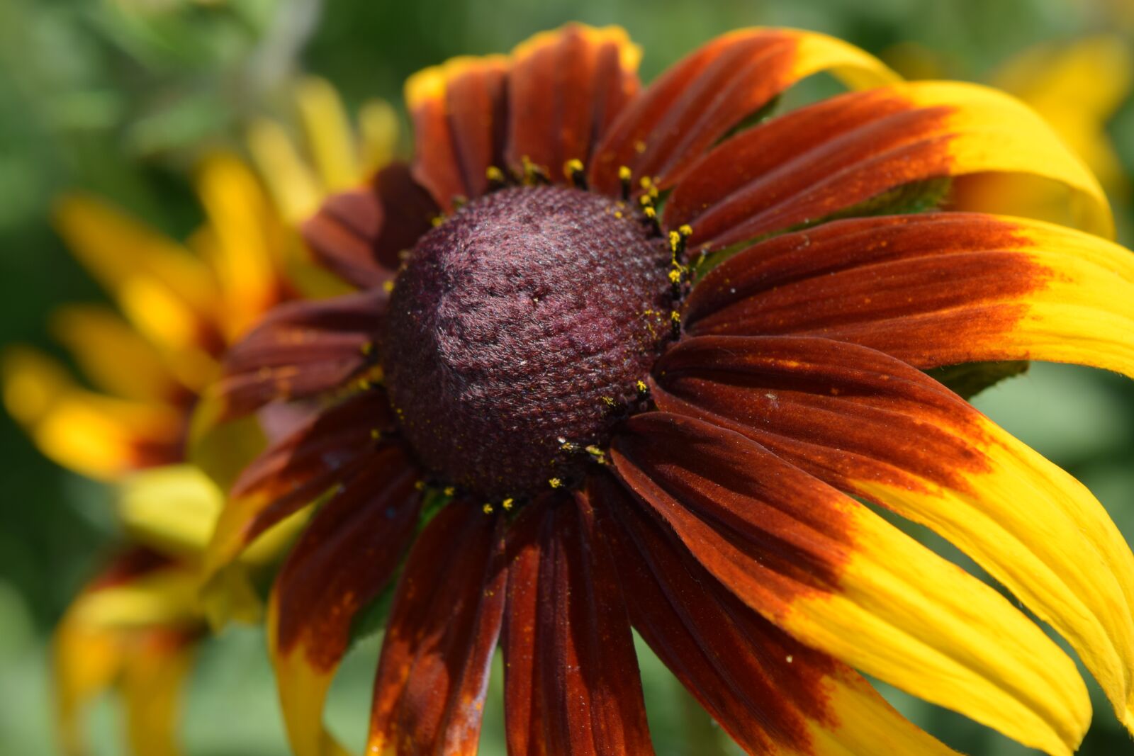 Nikon D3300 sample photo. Cool flower, macro flower photography