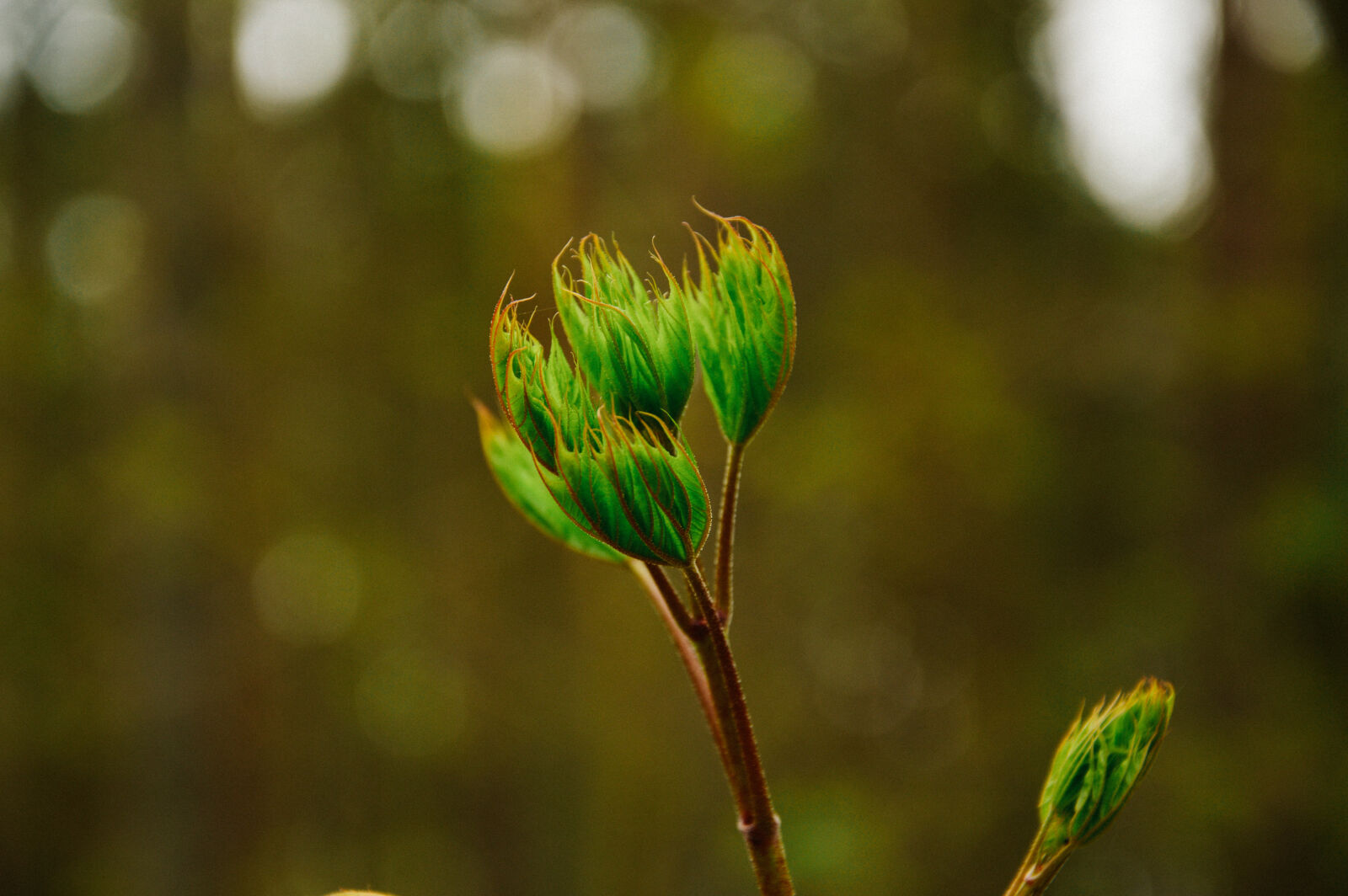 Nikon D3200 sample photo