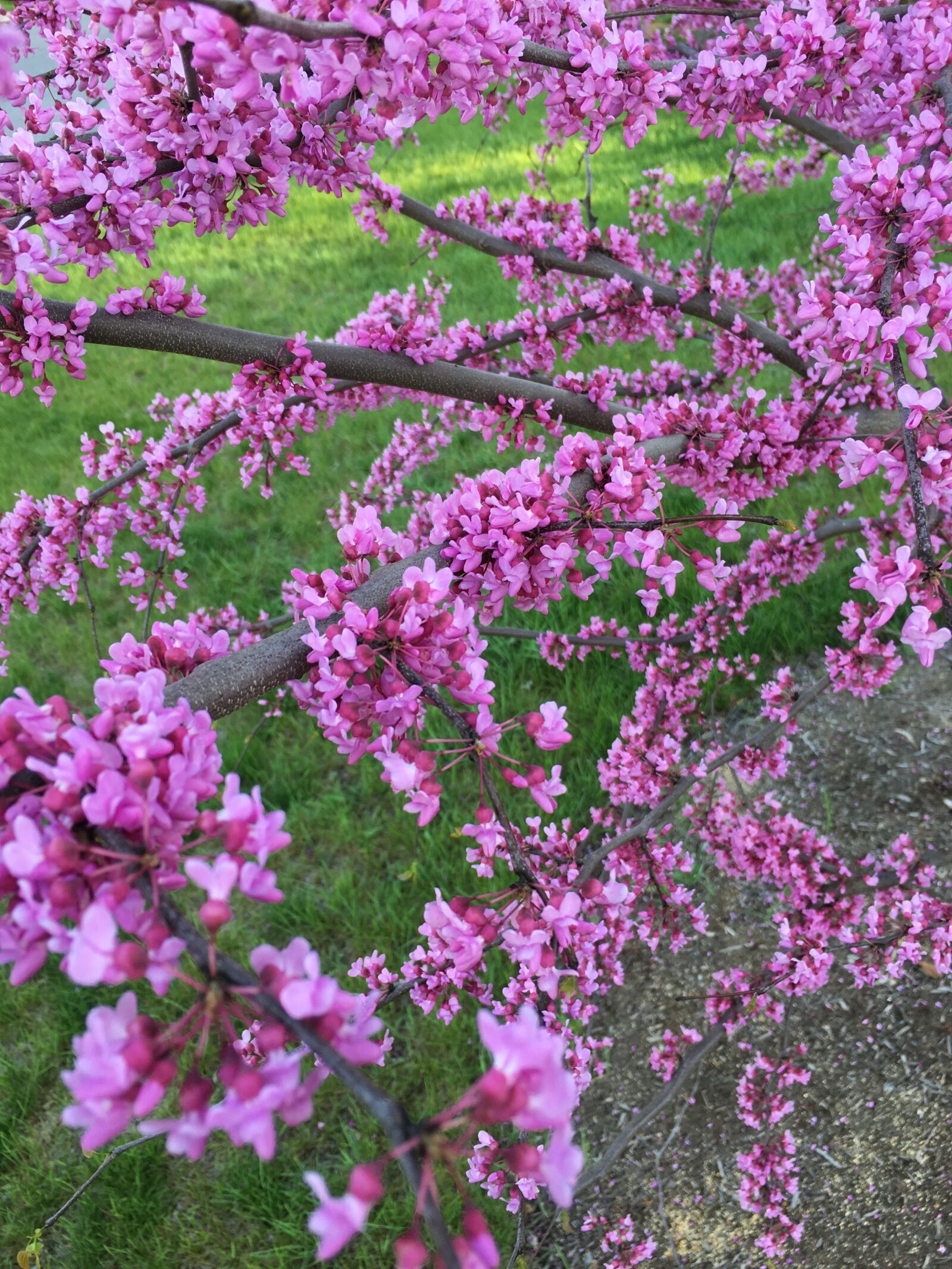 Apple iPhone 6s sample photo. Redbud, eastern, pink photography