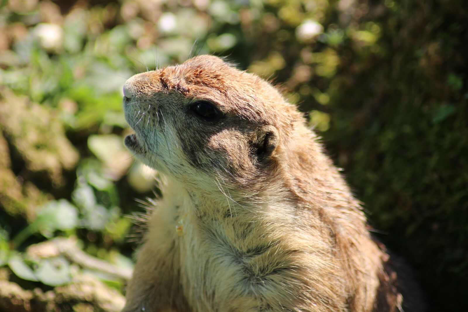 Canon EOS 100D (EOS Rebel SL1 / EOS Kiss X7) sample photo. Prairie dog, nature, prairie photography