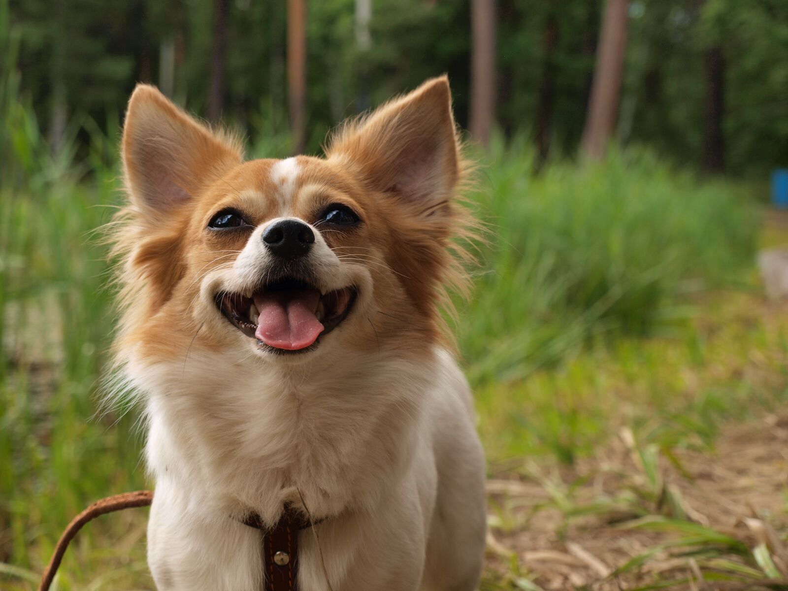 Olympus E-420 (EVOLT E-420) sample photo. Dog, chihua hua, nature photography