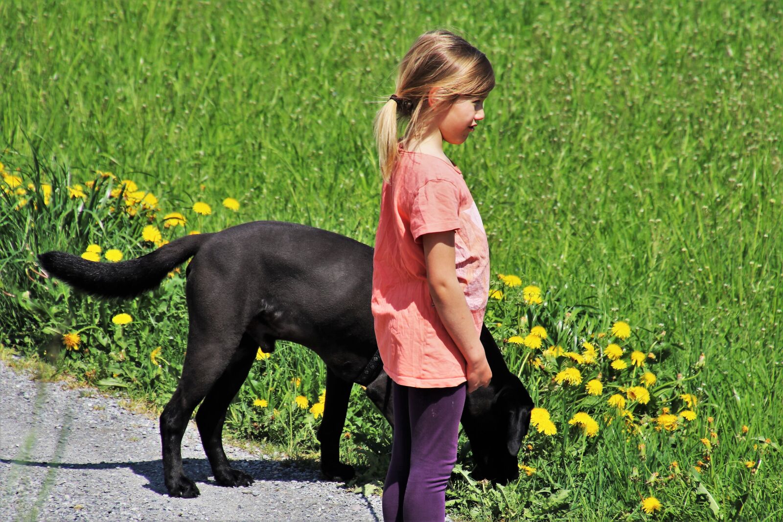 Canon EOS 80D sample photo. Dog, on a leash photography