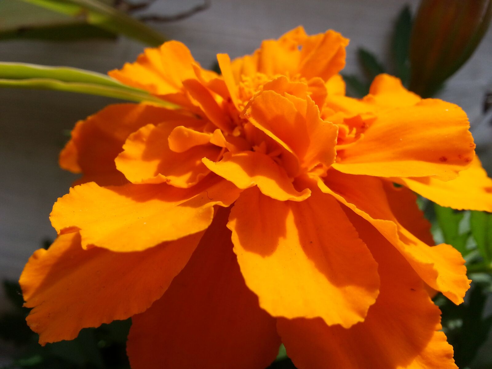 Samsung Galaxy Note2 sample photo. Macro, flowers, orange photography