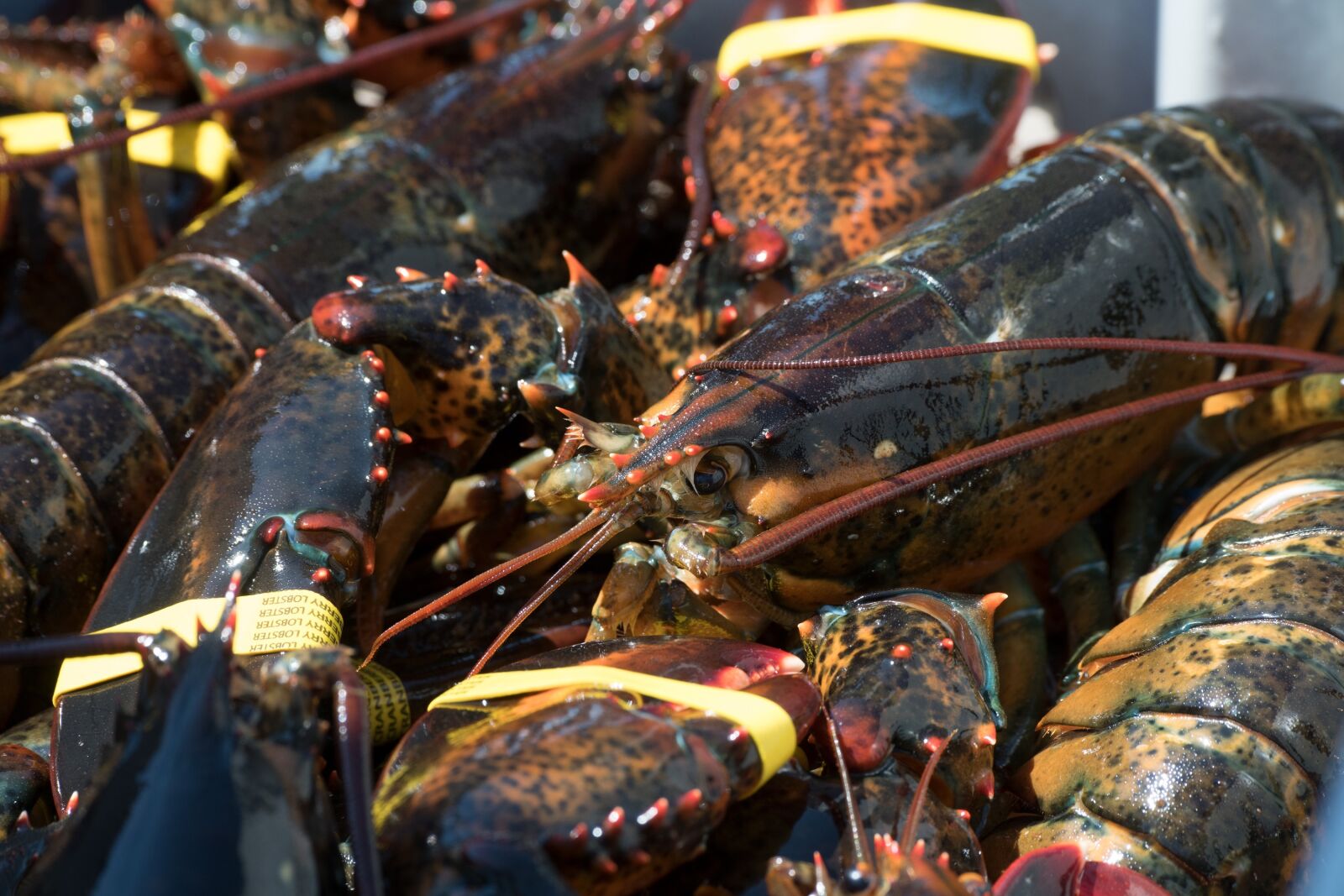 Nikon D850 sample photo. Lobster, living, crustacean photography