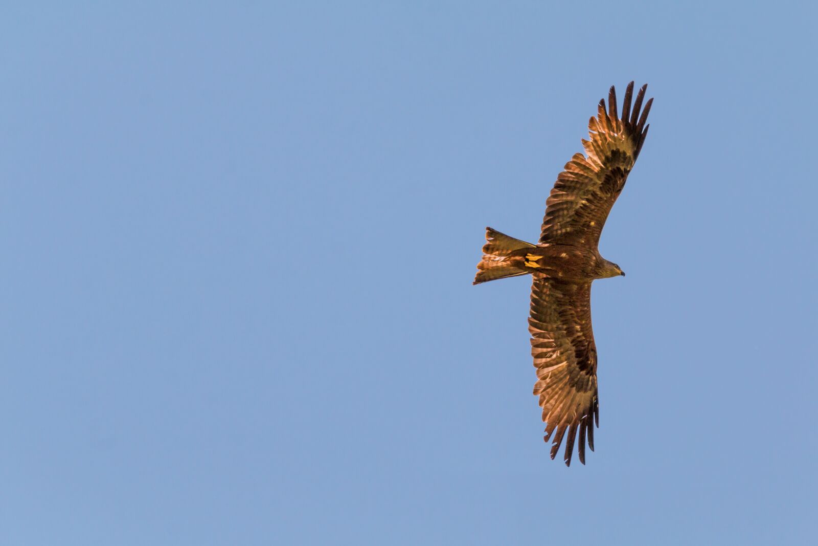 150-600mm F5-6.3 DG OS HSM | Contemporary 015 sample photo. Milan, bird of prey photography