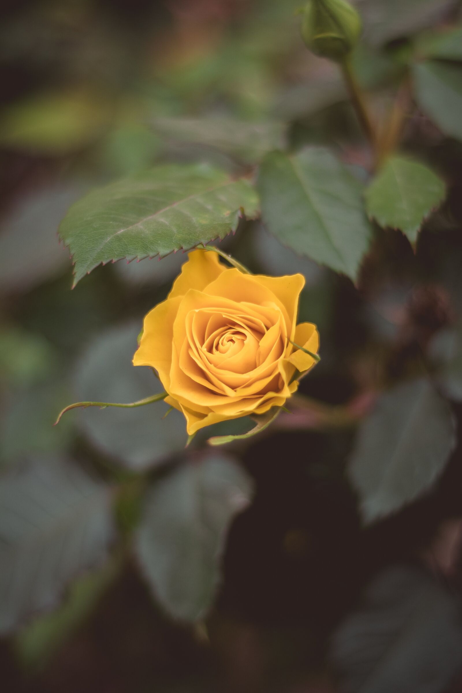Nikon D7100 sample photo. The yellow rose, rose photography
