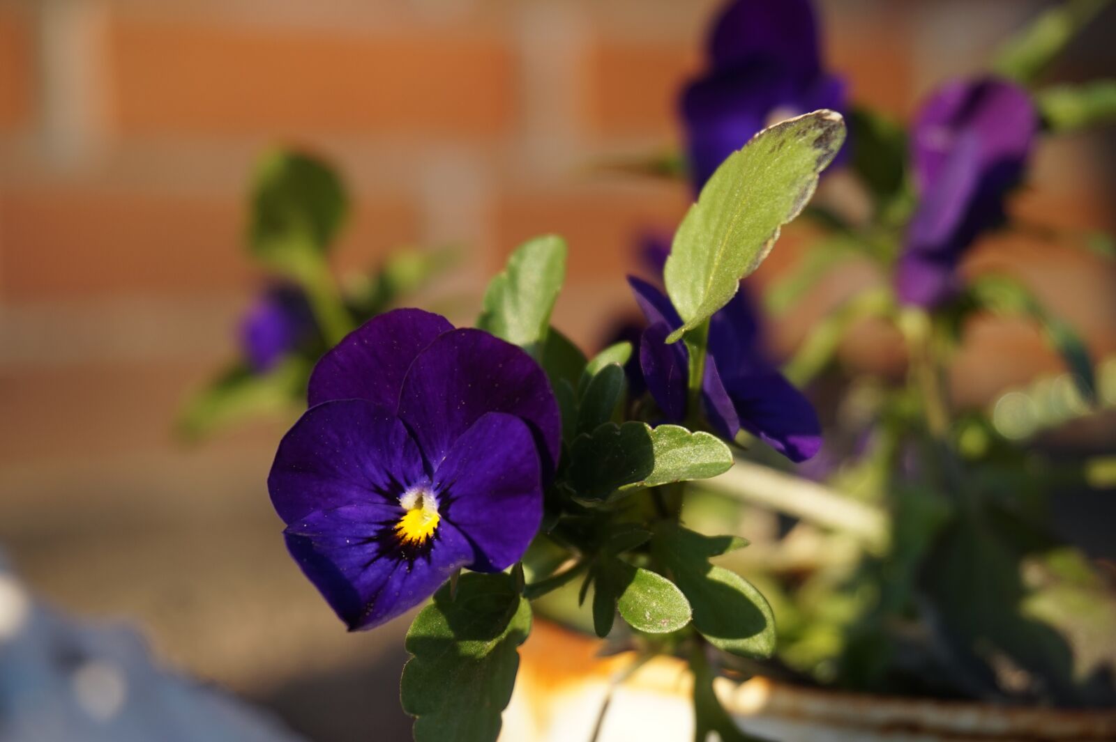 Sony Alpha a5000 (ILCE 5000) sample photo. Osterblumen, spring, april photography