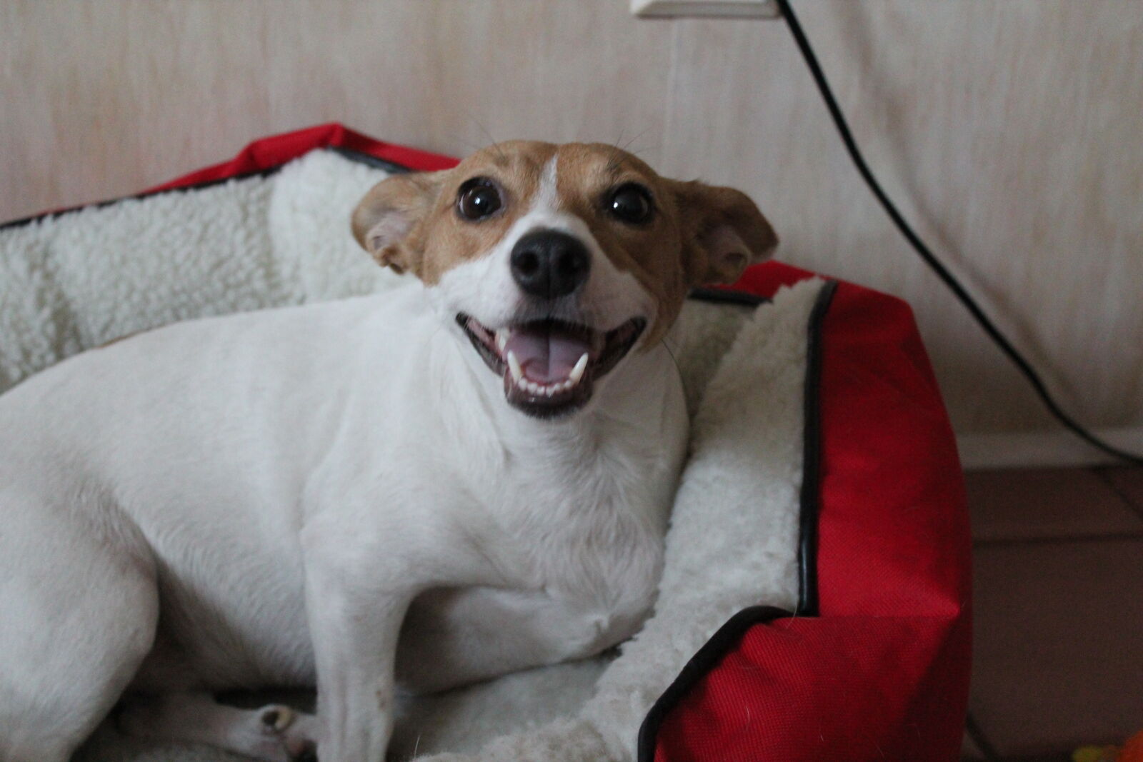 Canon EOS 550D (EOS Rebel T2i / EOS Kiss X4) sample photo. Portrait, of, dog, sitting photography